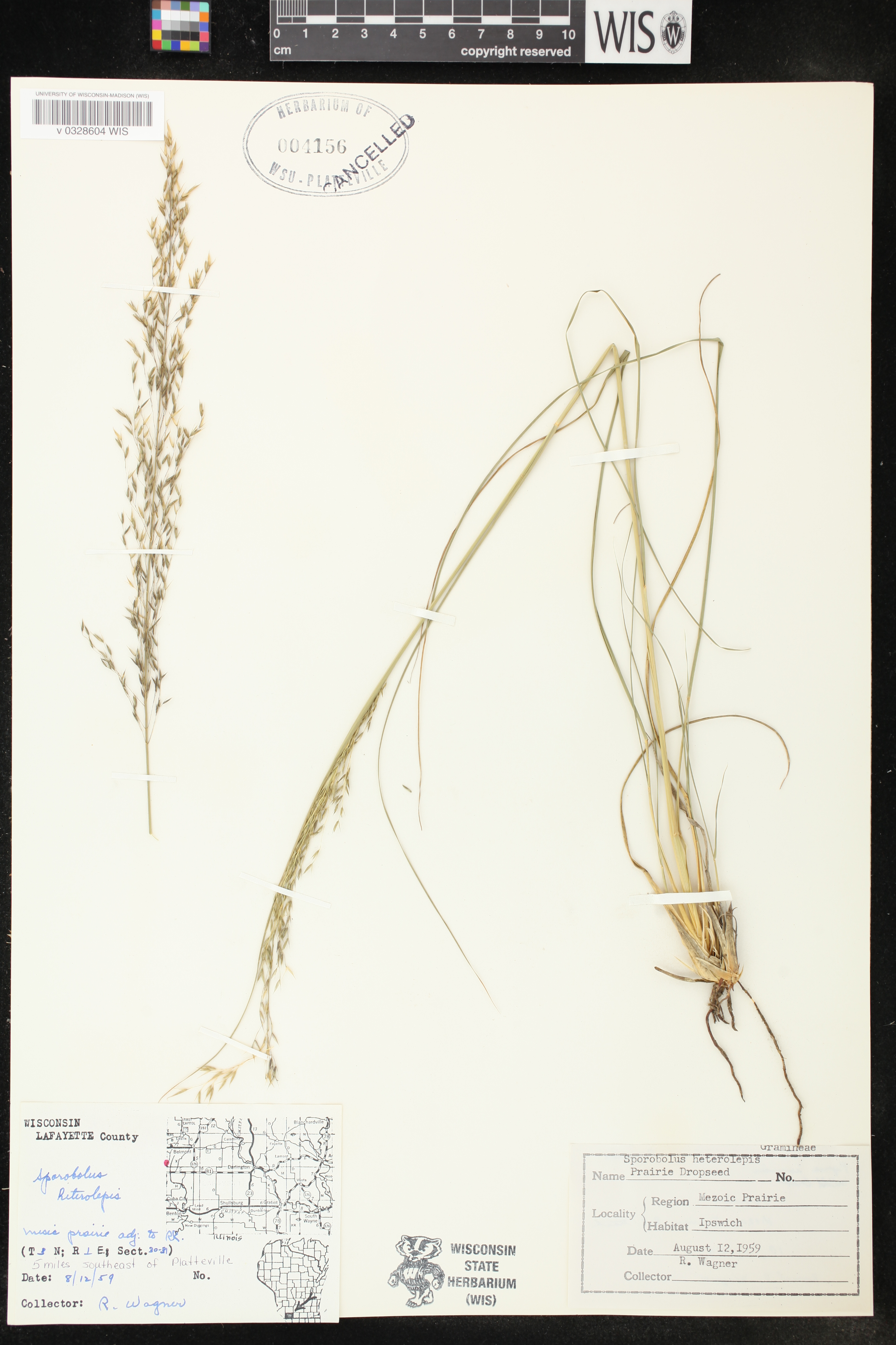 Sporobolus heterolepis image