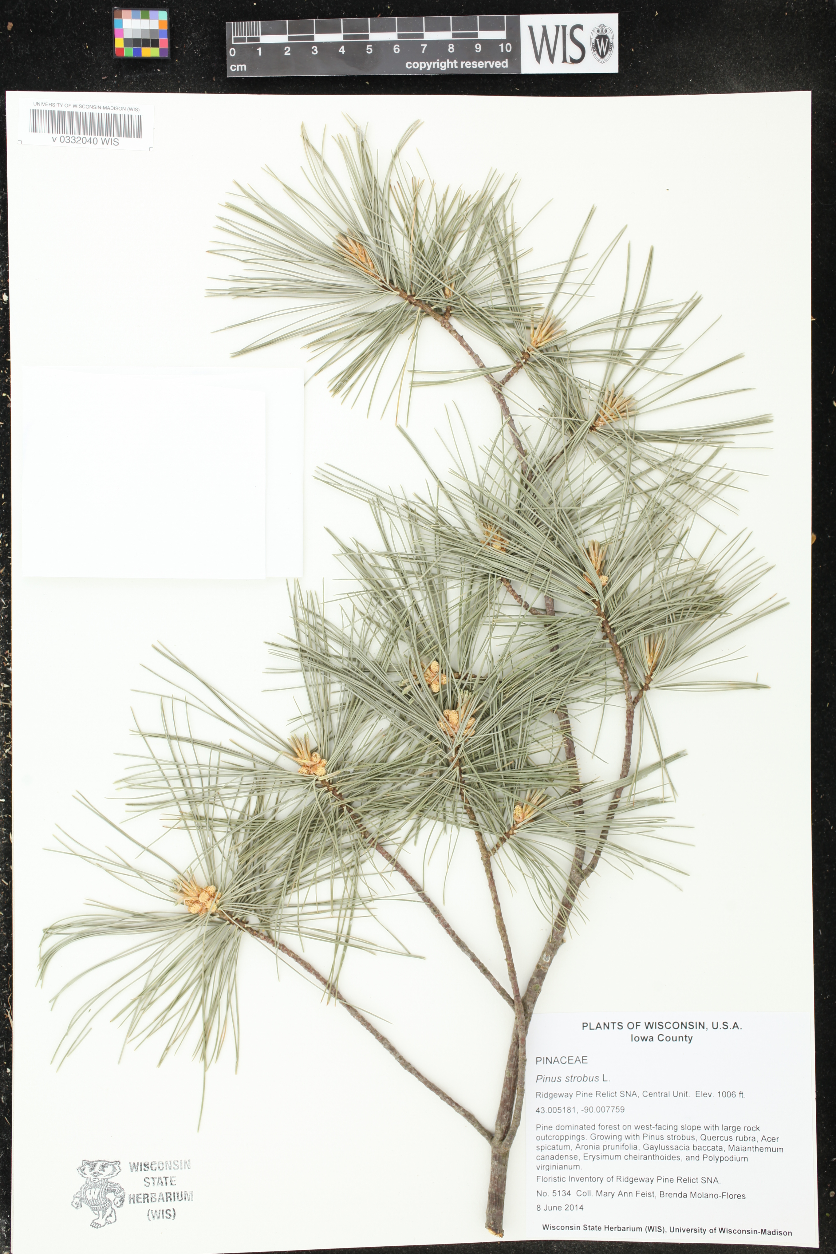 Pinus strobus image