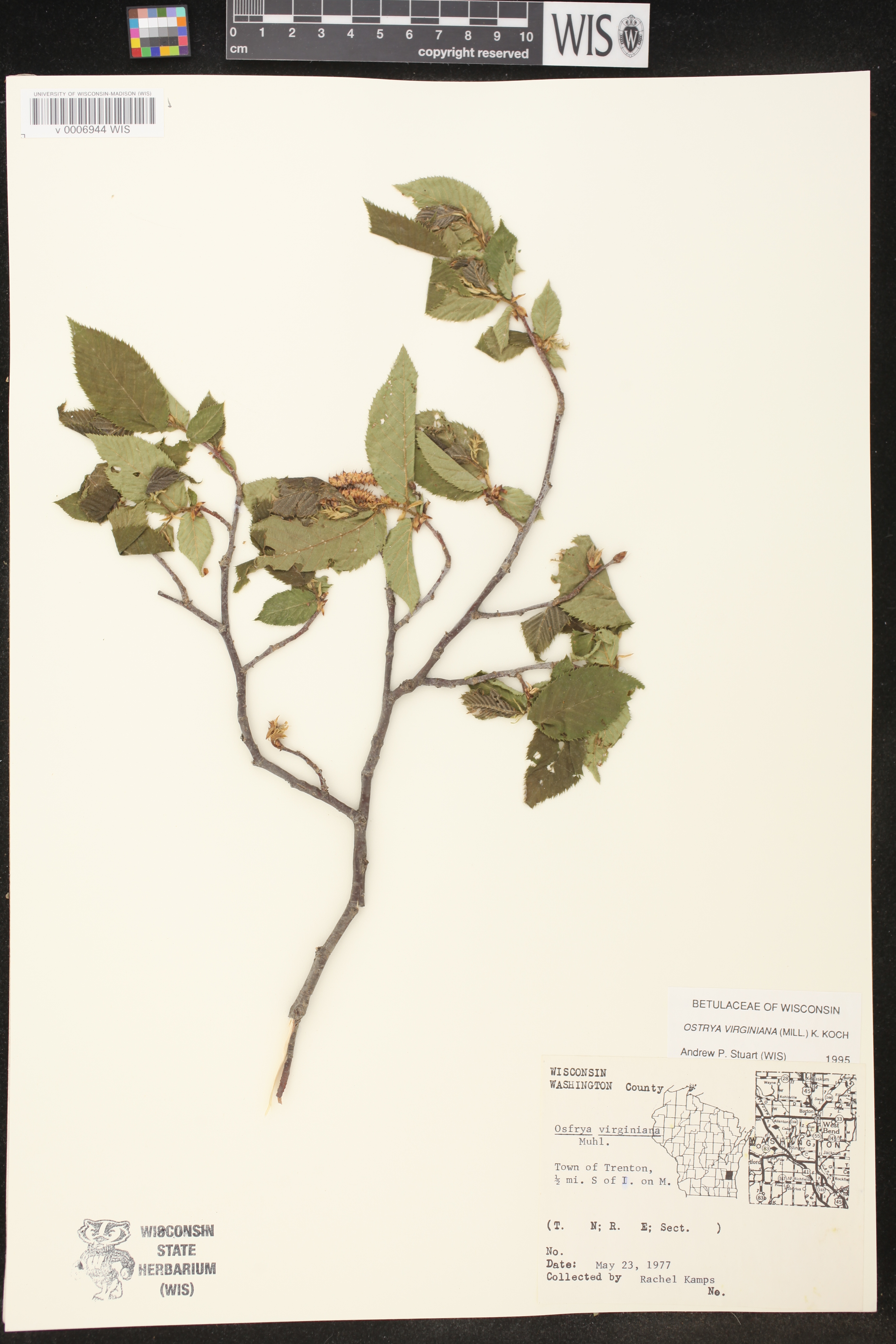 Ostrya virginiana image