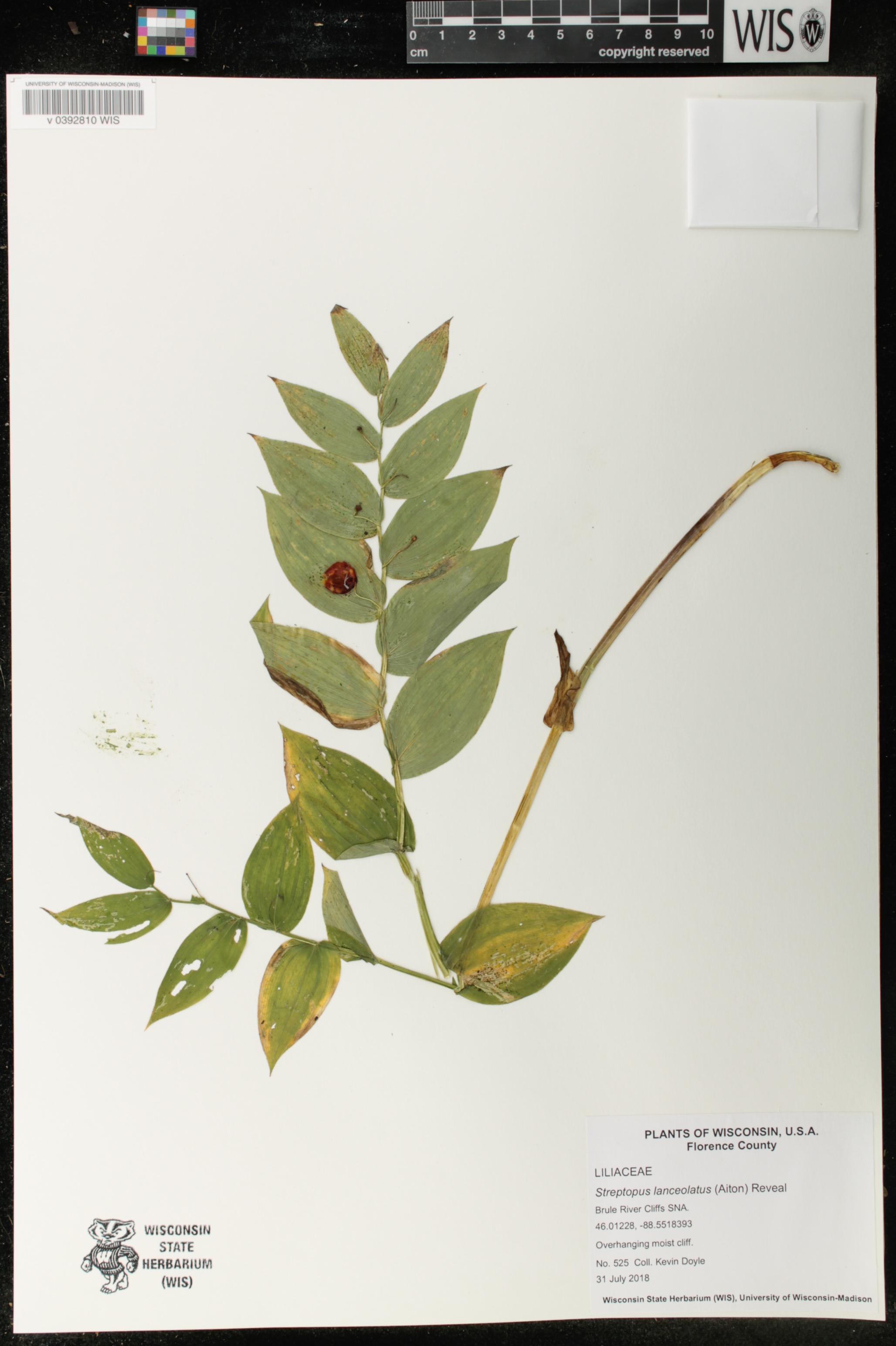 Streptopus lanceolatus image