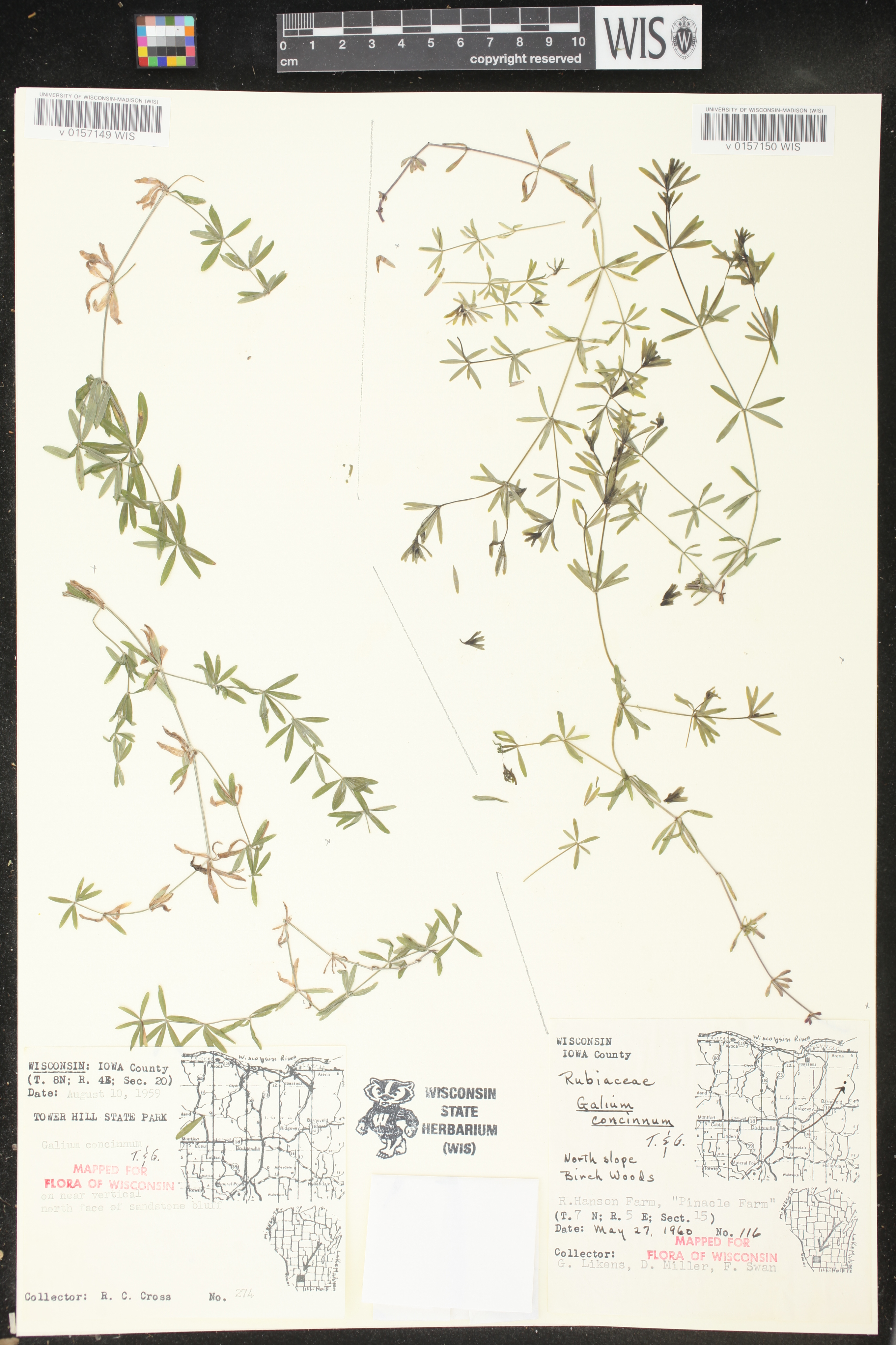 Galium concinnum image