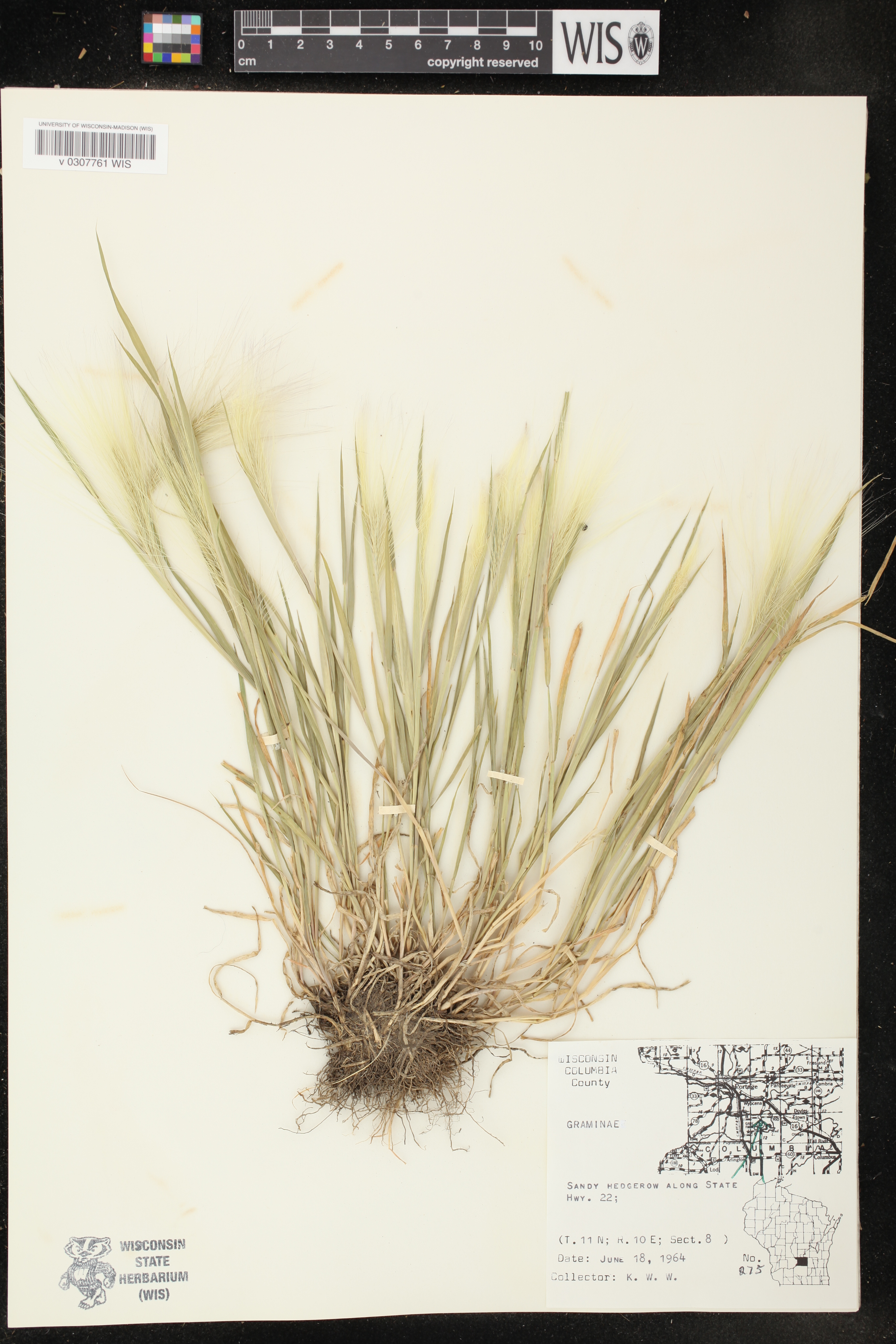 Hordeum jubatum image