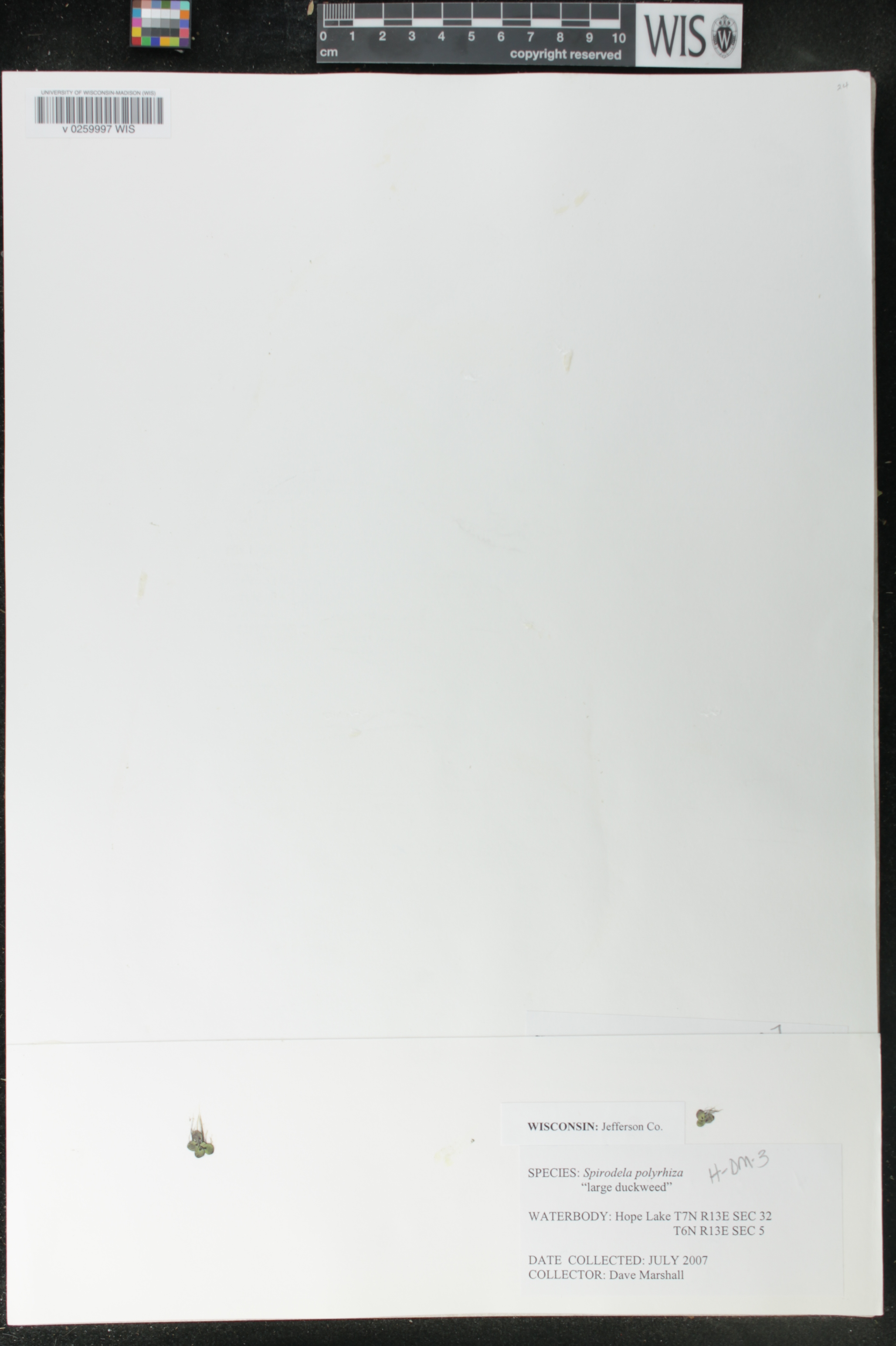 Spirodela polyrrhiza image