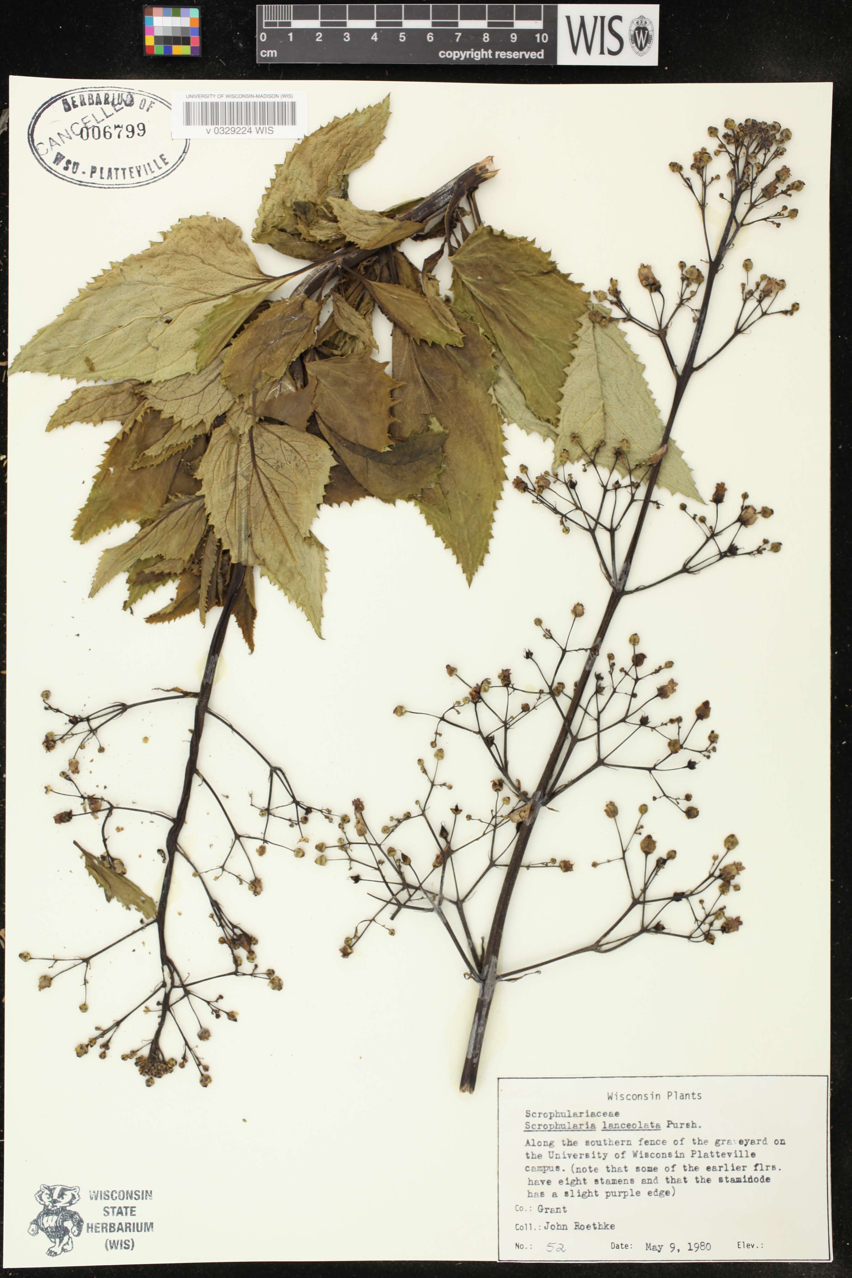 Scrophularia lanceolata image