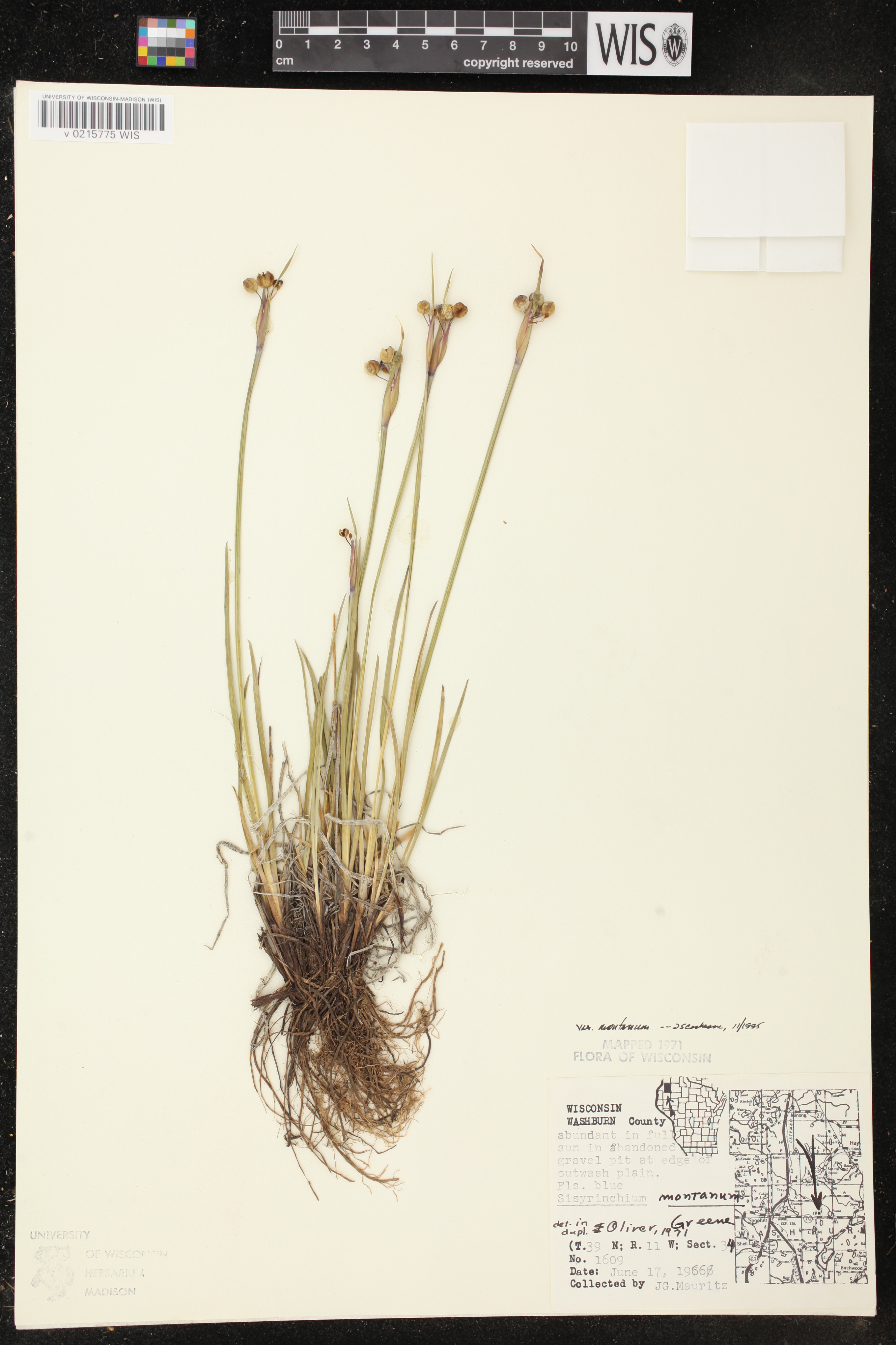 Sisyrinchium montanum image