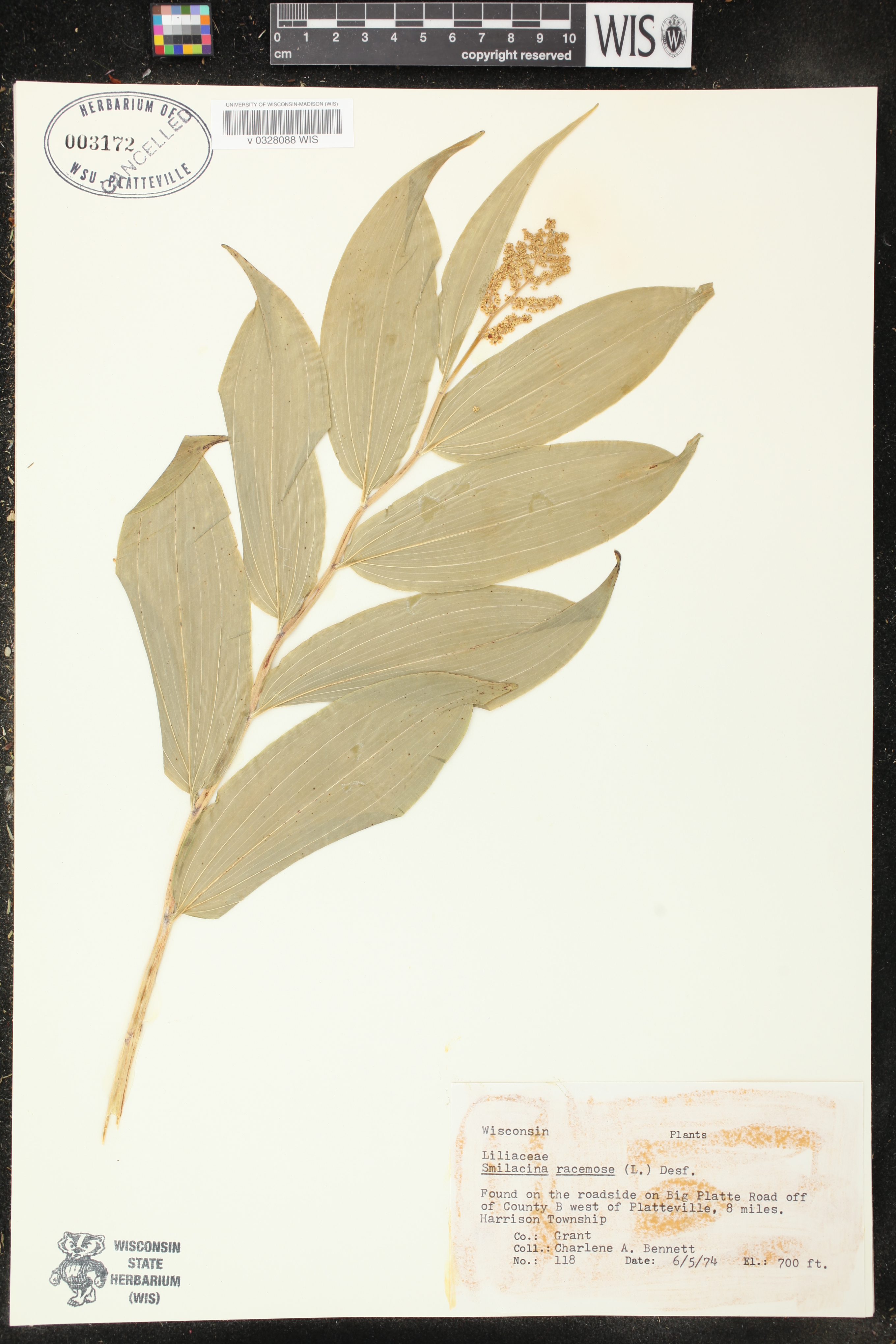 Maianthemum racemosum image