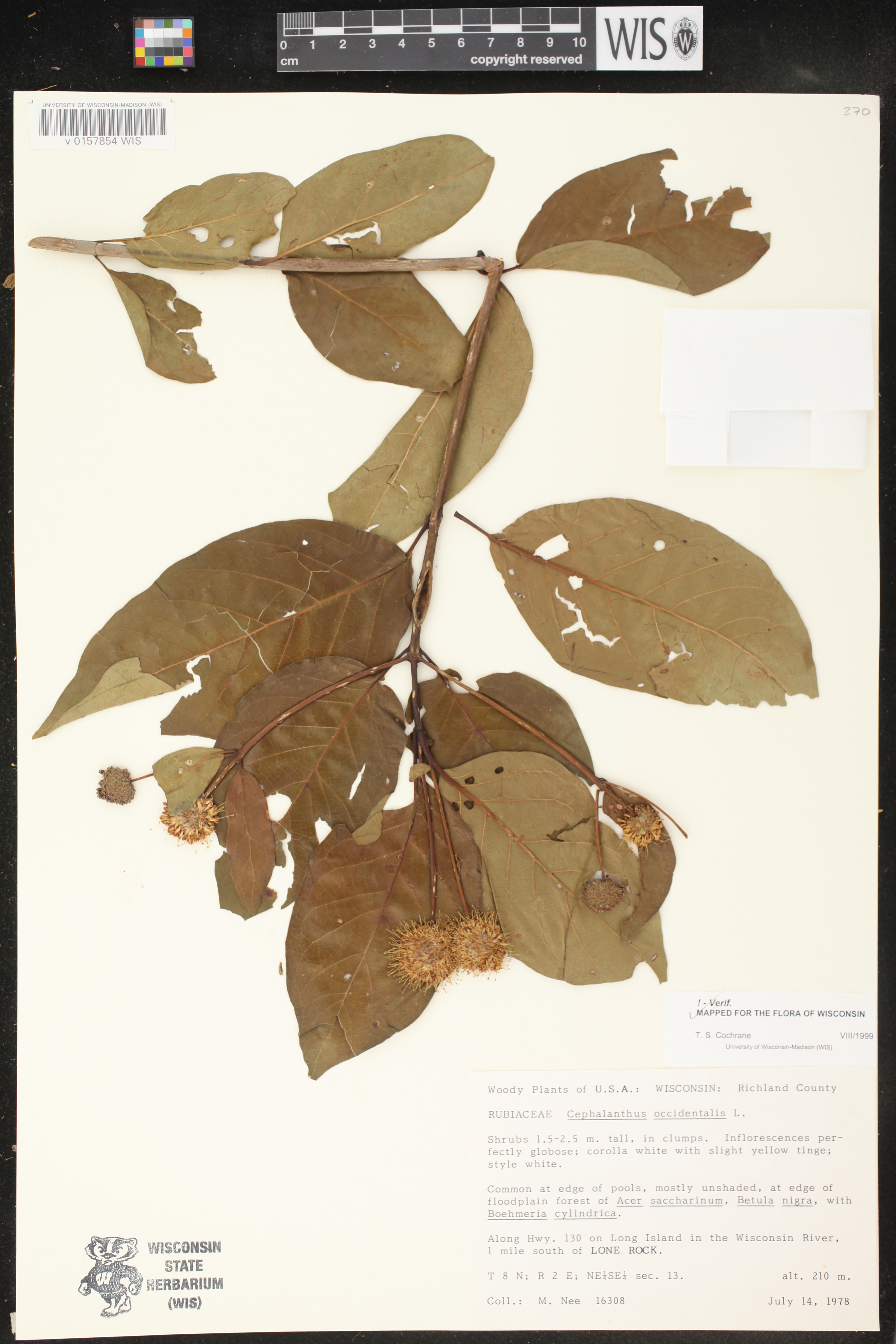 Cephalanthus occidentalis image
