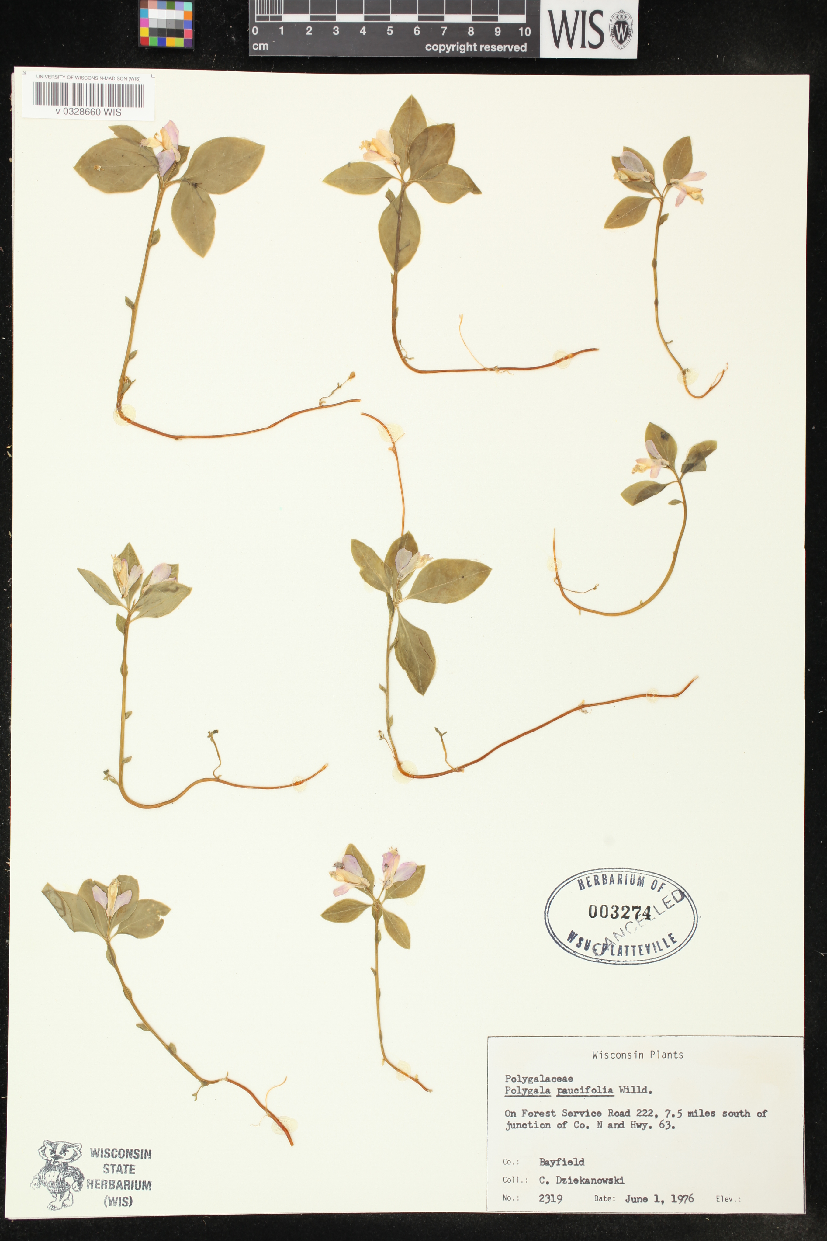 Polygala paucifolia image