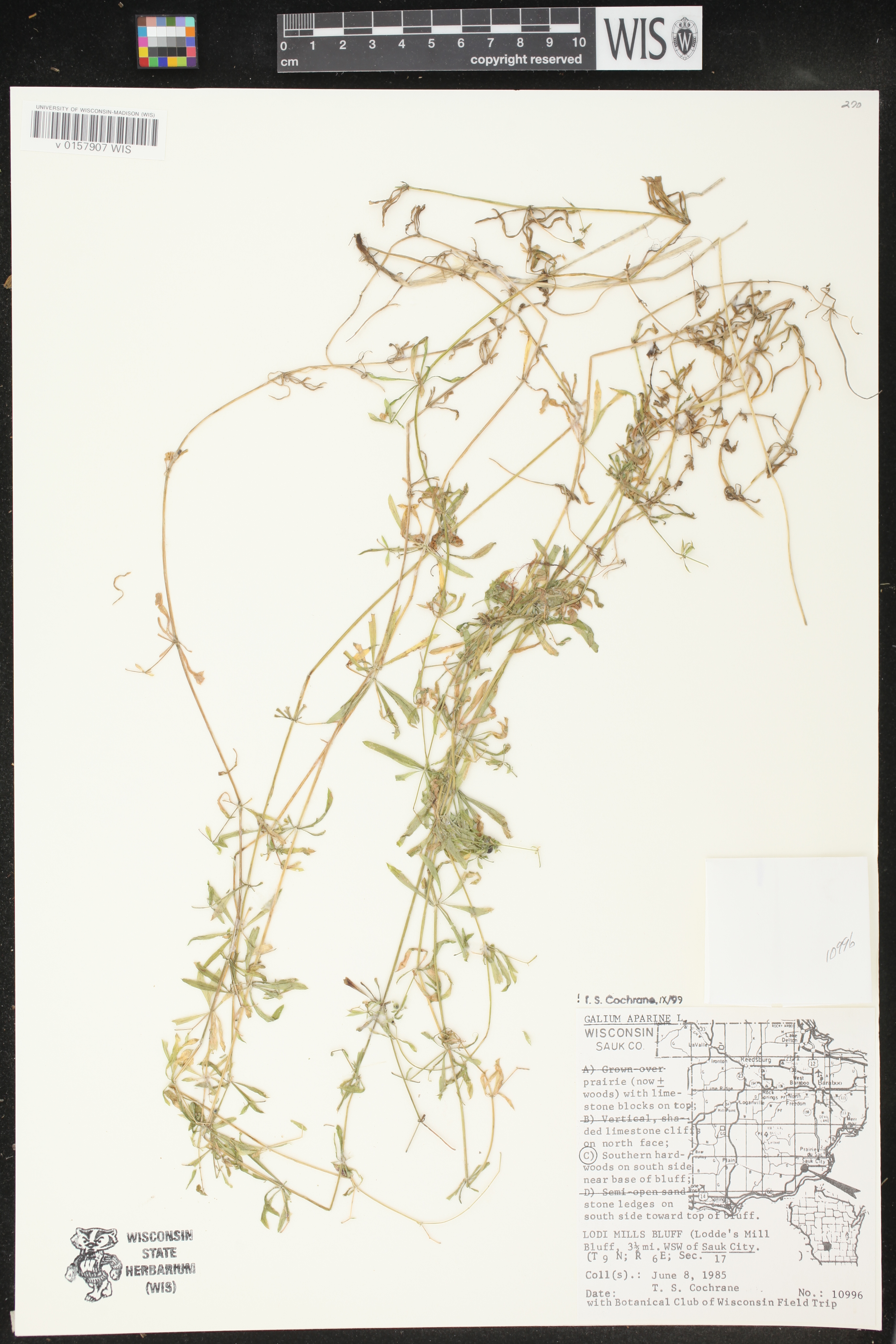 Galium aparine image