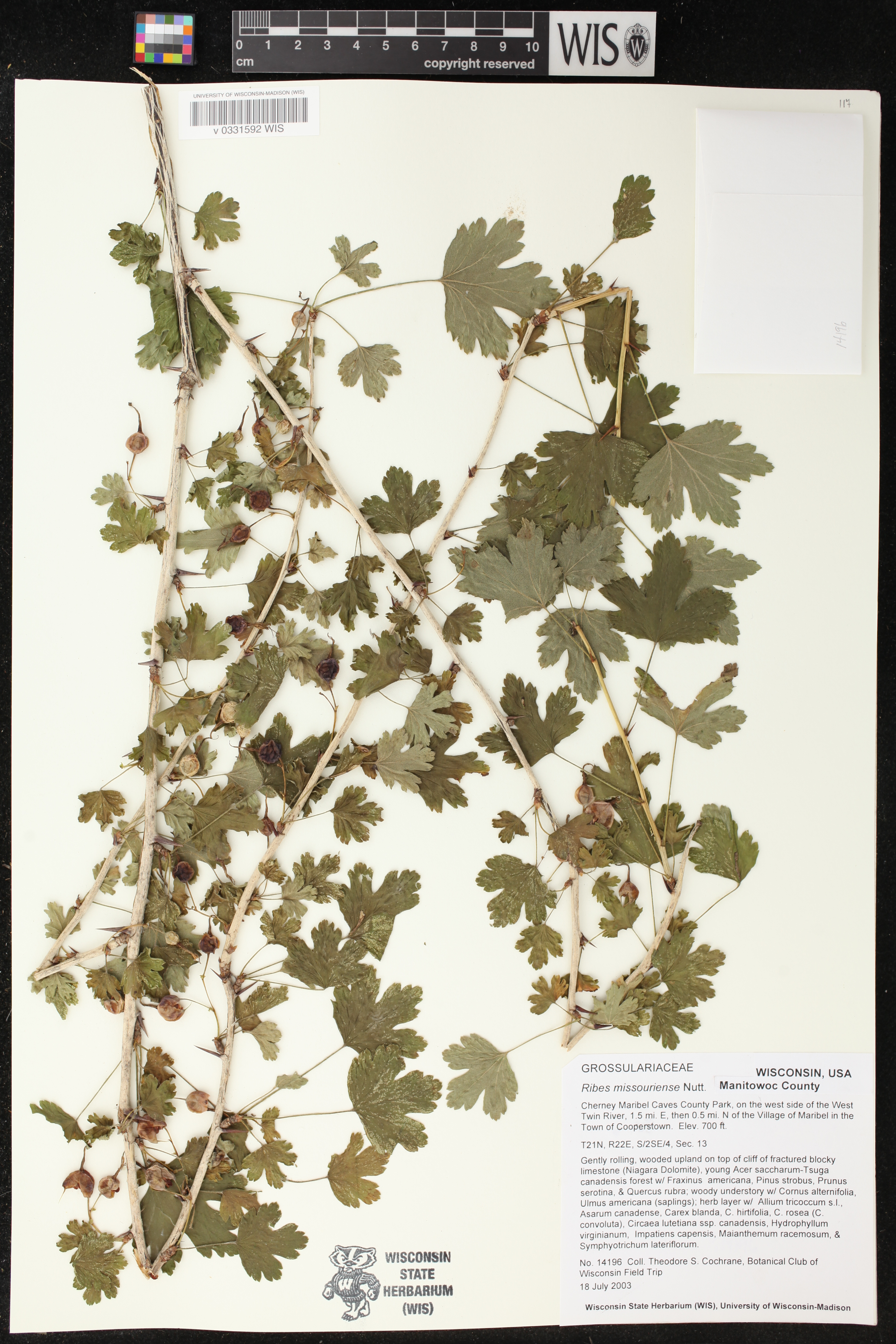 Ribes missouriense image