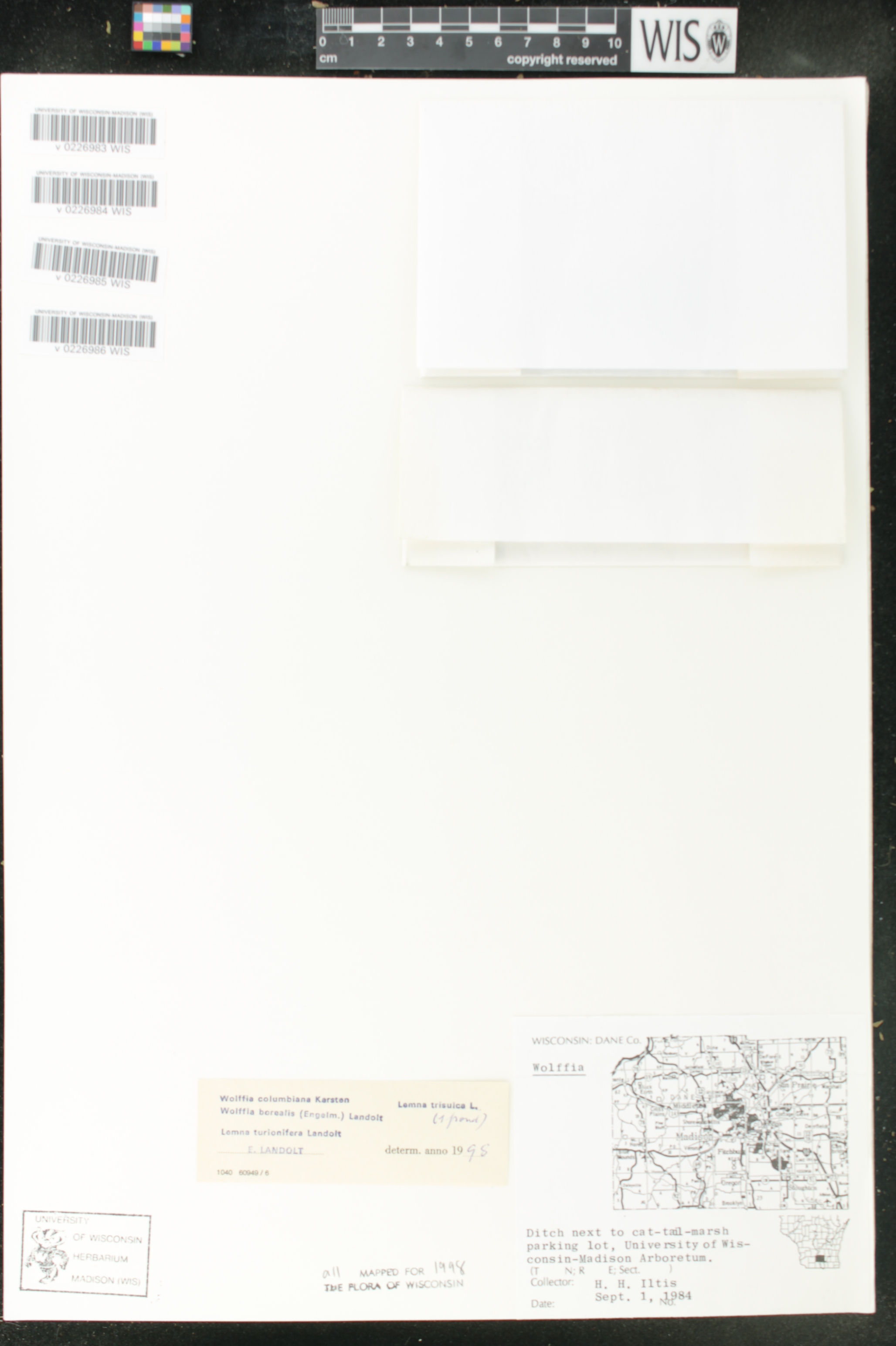Wolffia columbiana image