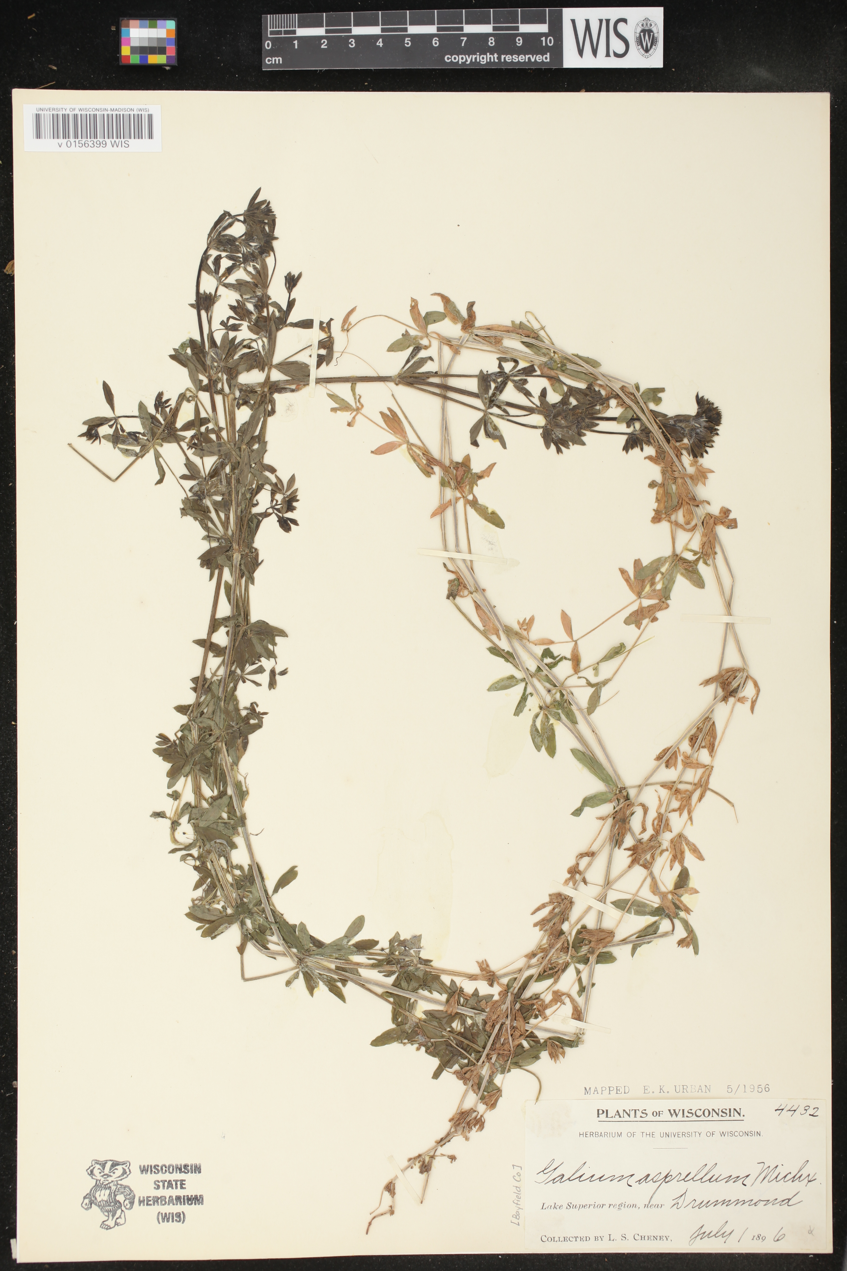 Galium asprellum image