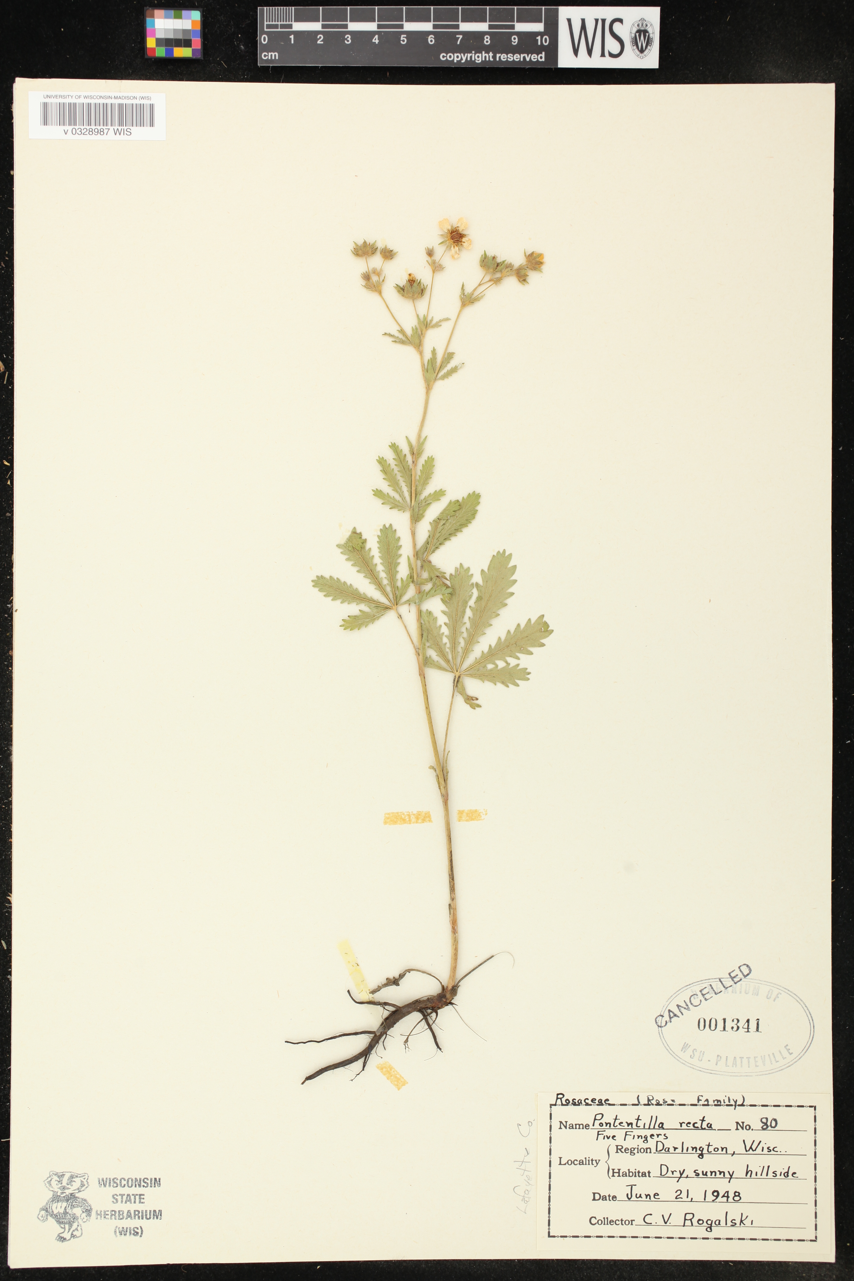 Potentilla recta image