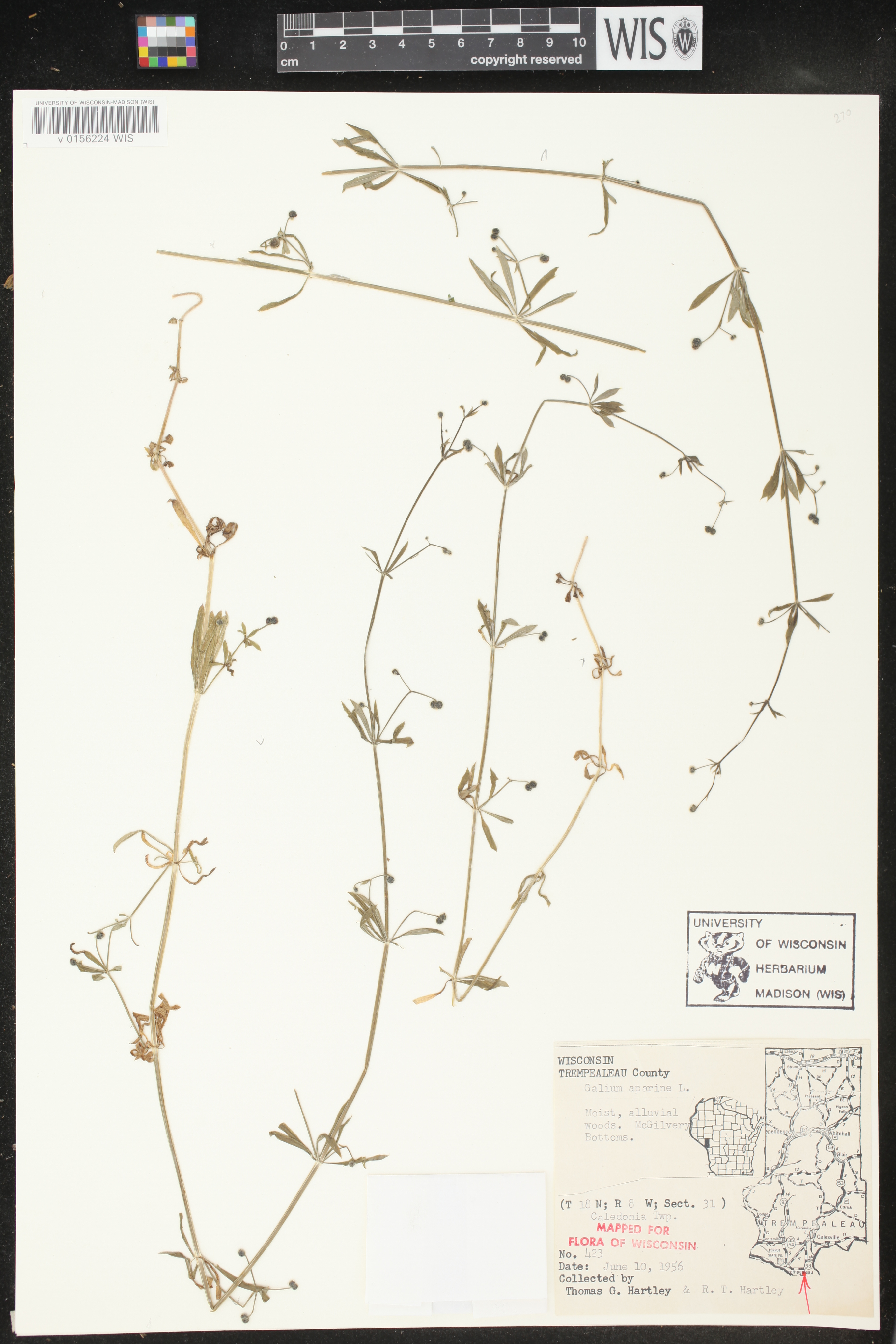Galium aparine image