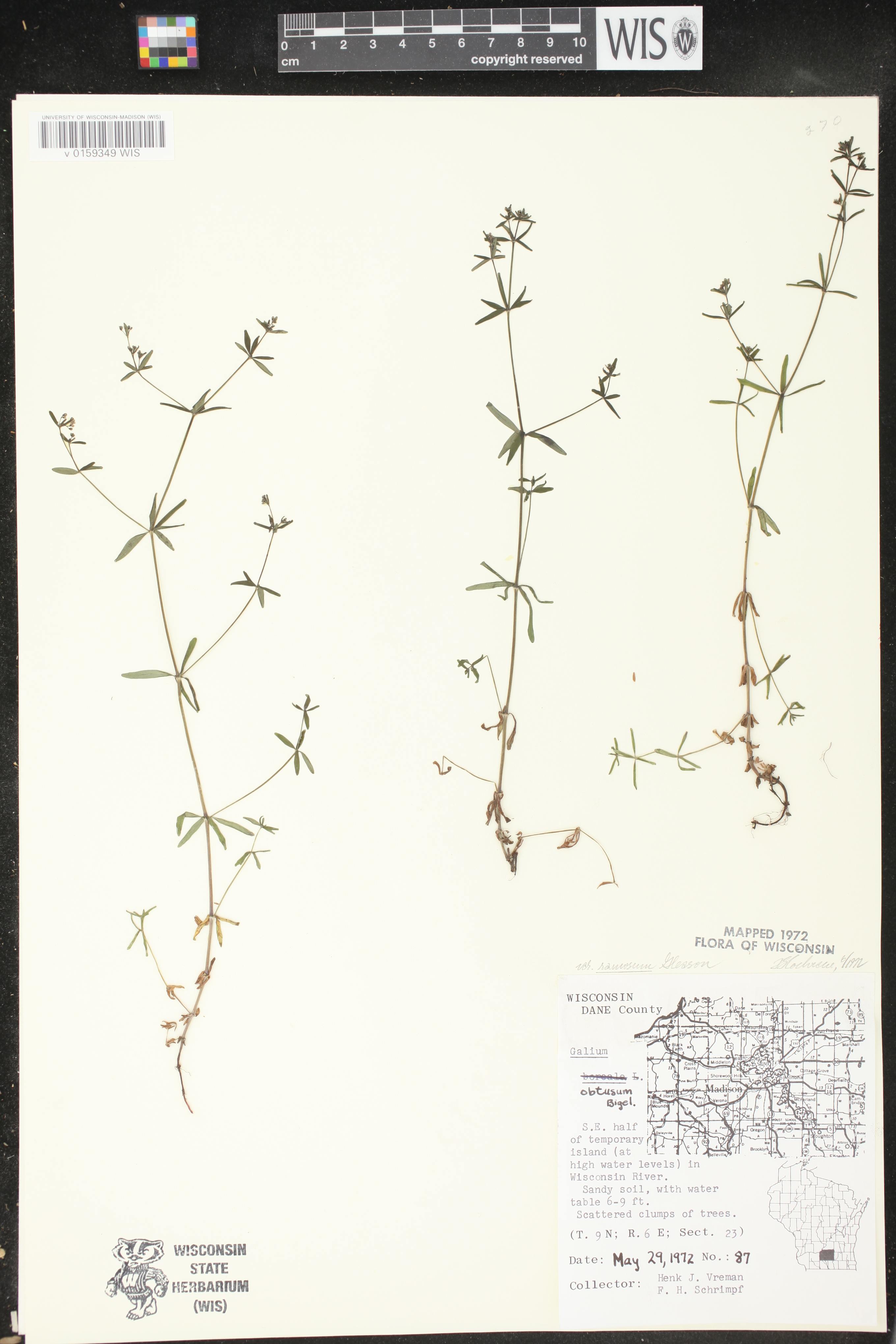 Galium obtusum subsp. obtusum image