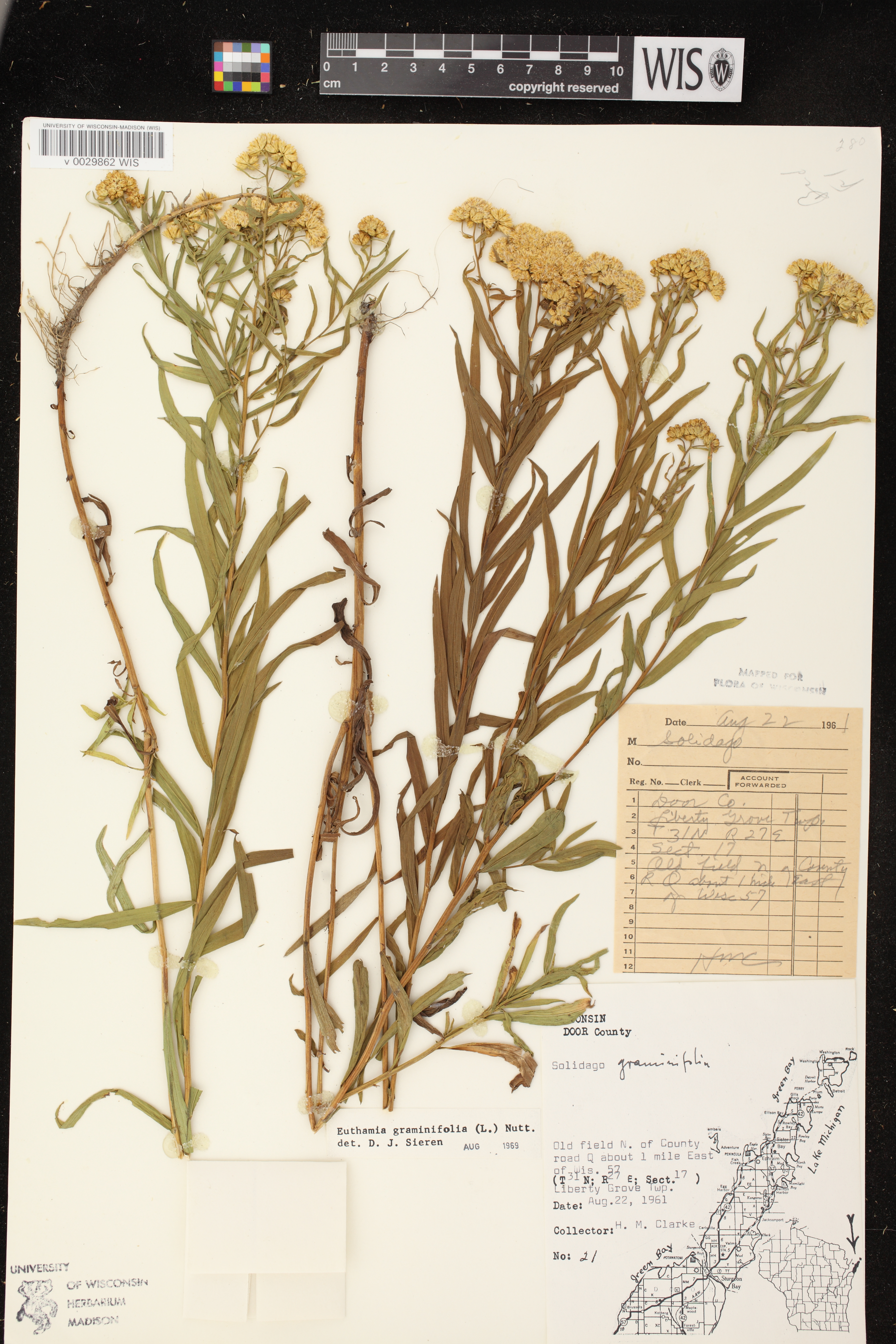 Euthamia graminifolia image
