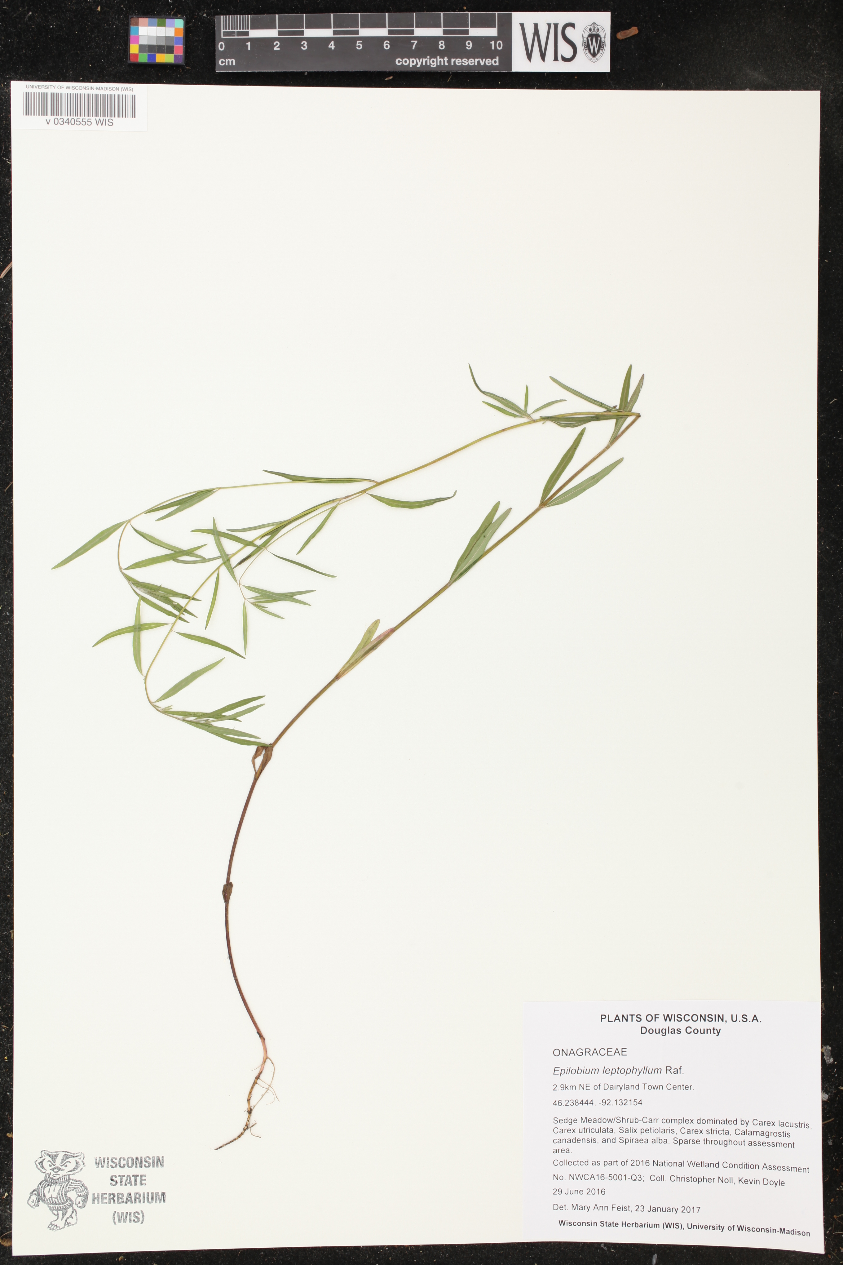 Epilobium leptophyllum image