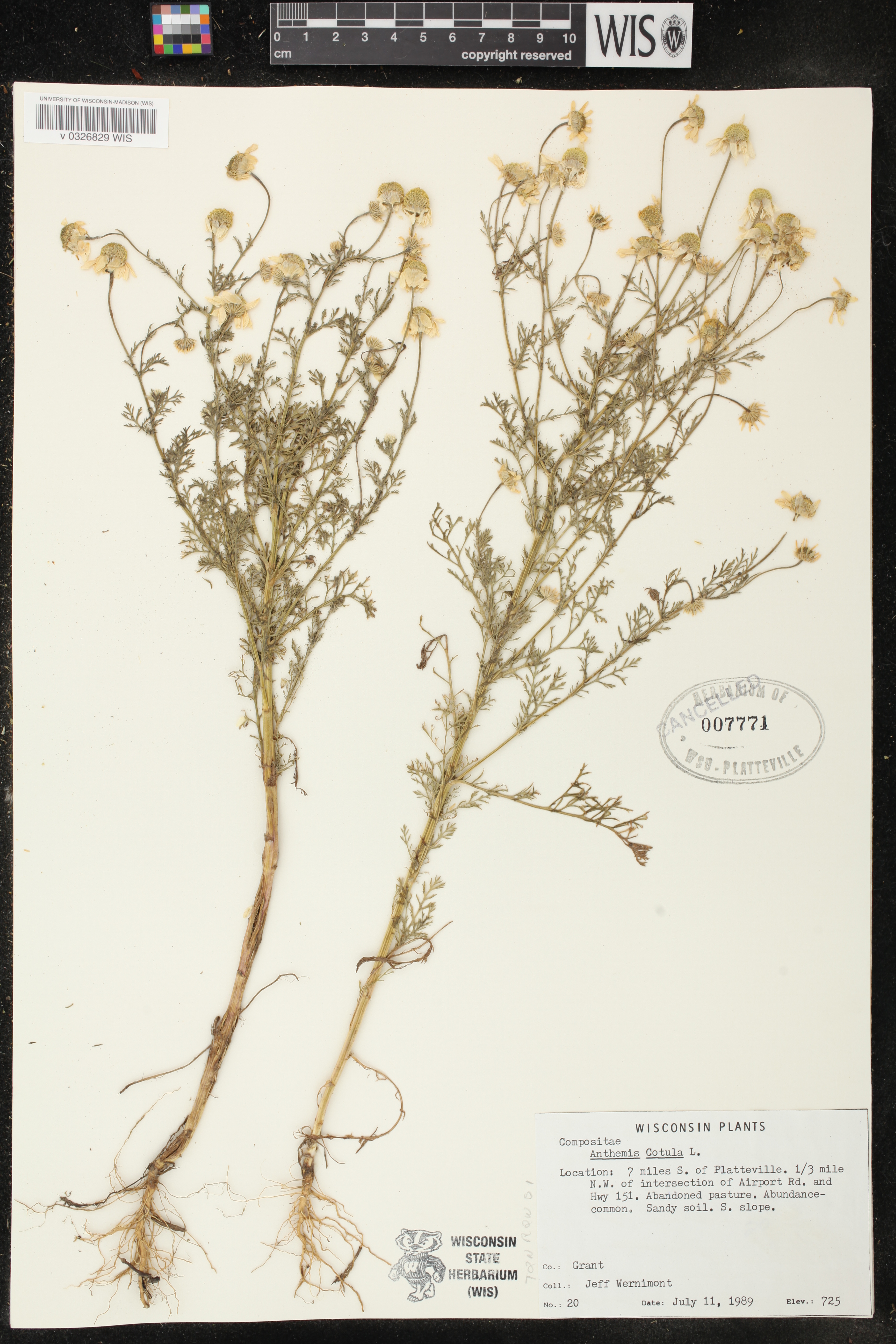 Anthemis cotula image