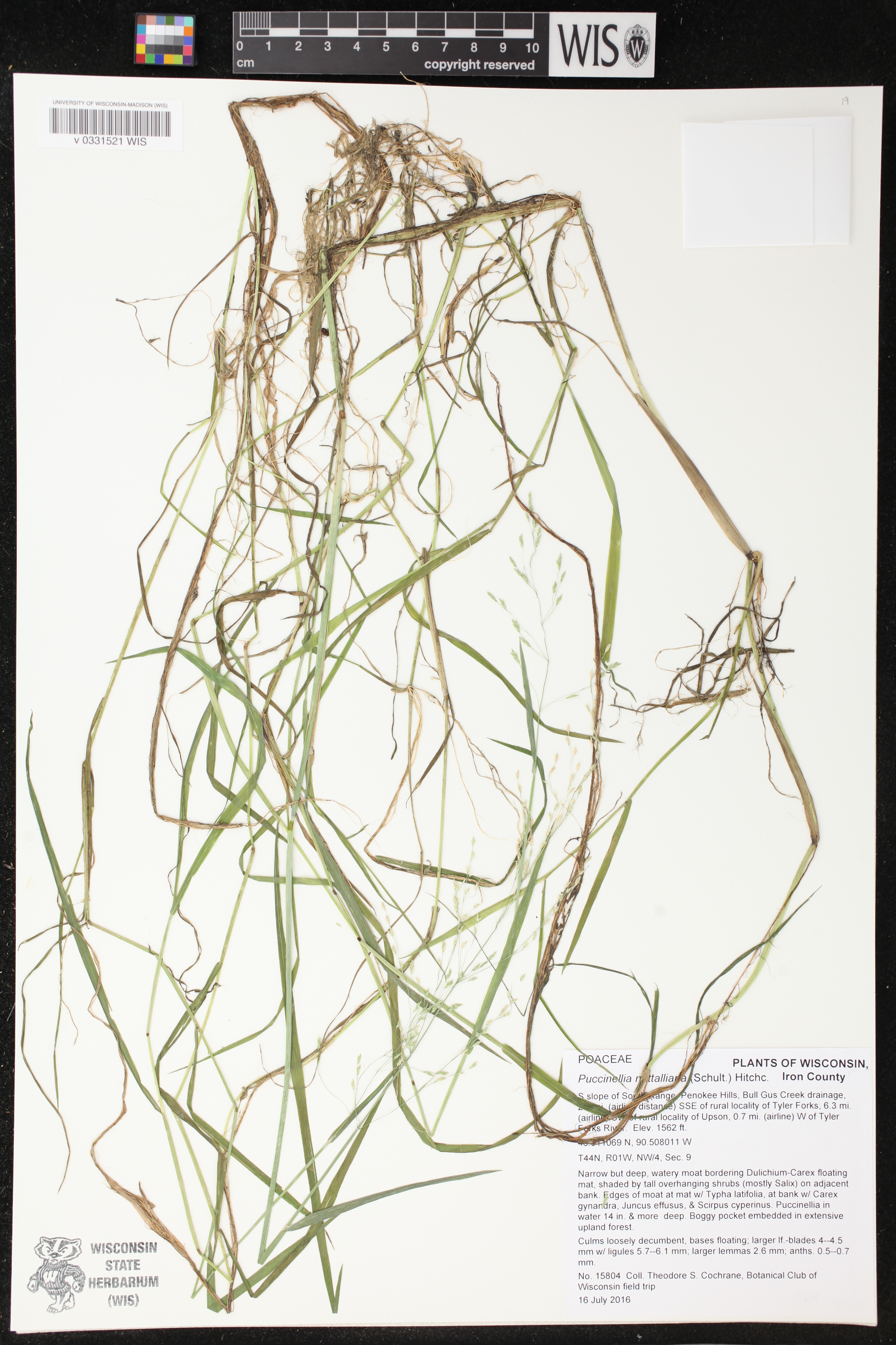 Torreyochloa fernaldii image