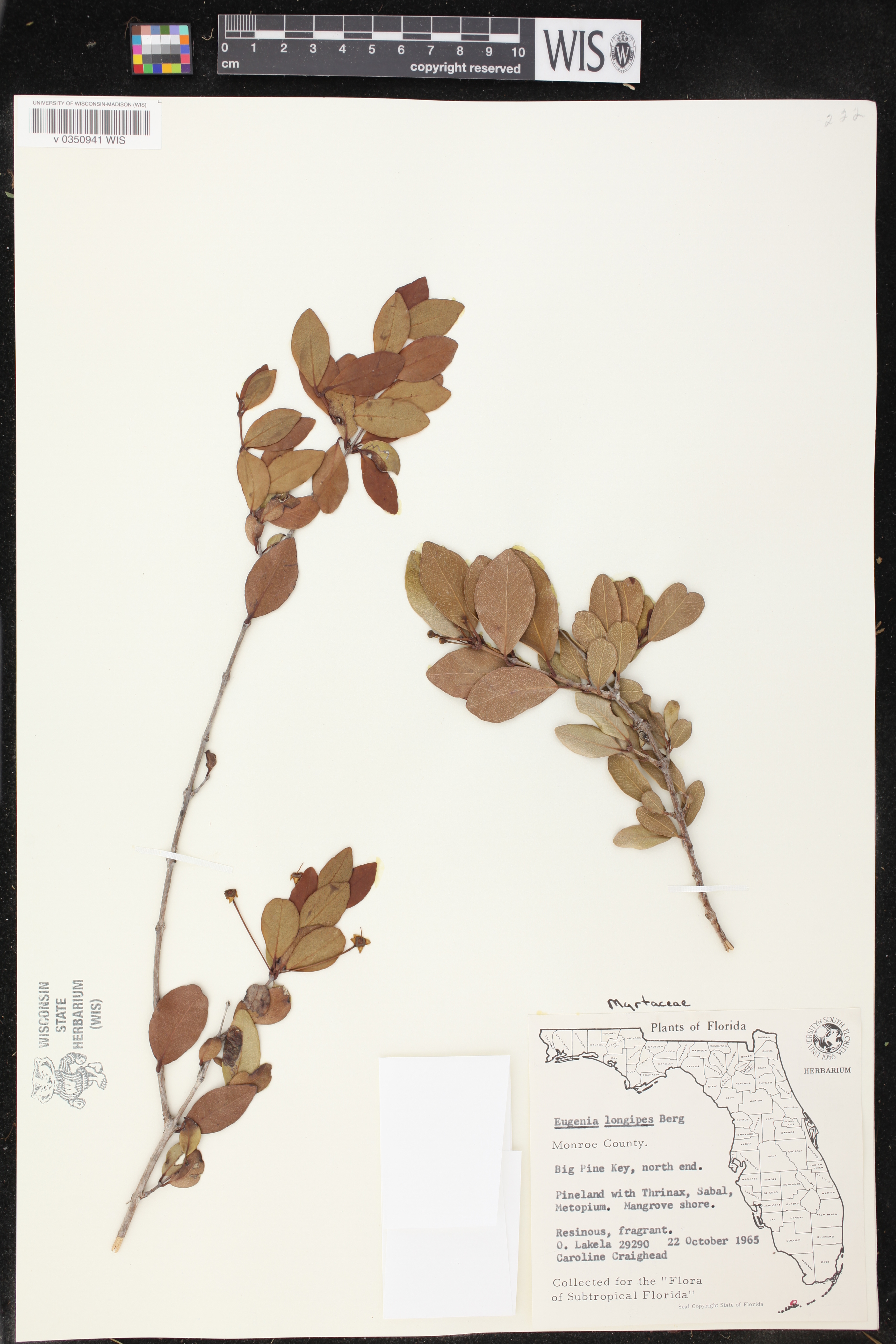 Mosiera longipes image