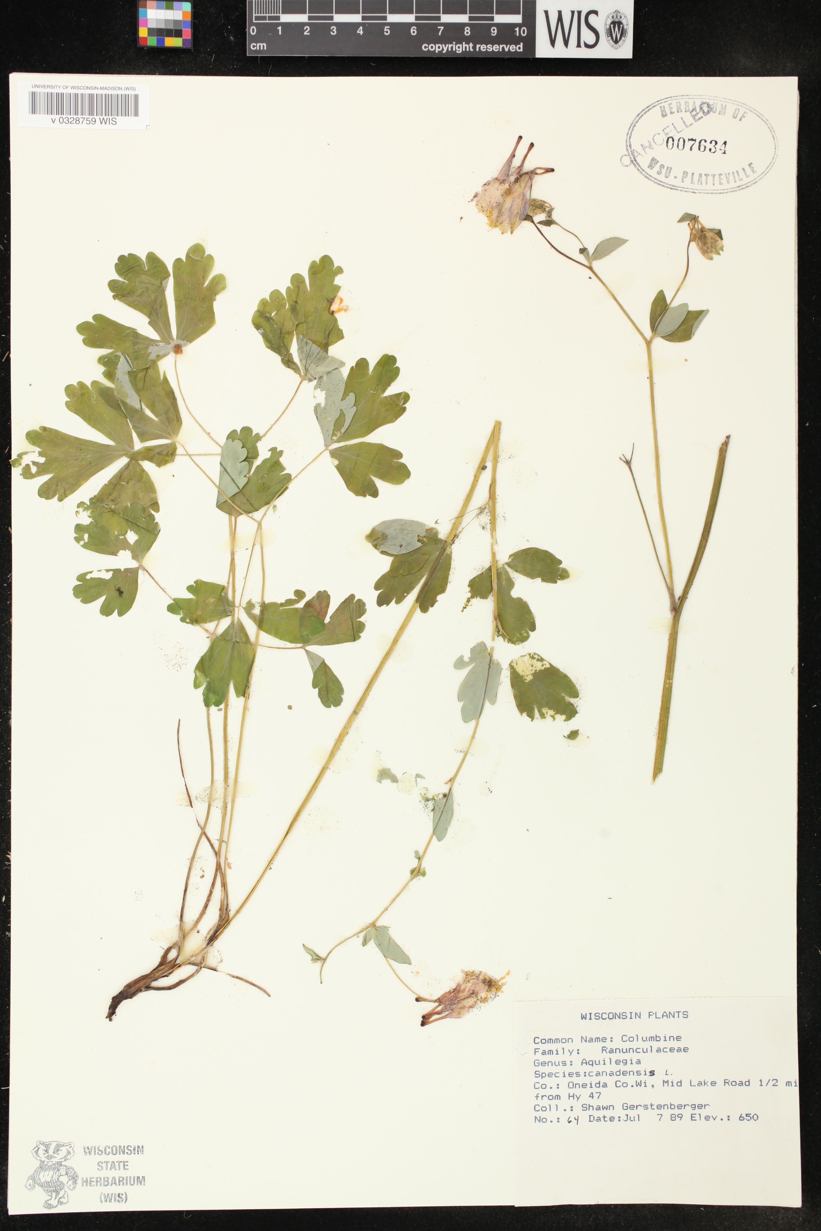 Aquilegia canadensis image