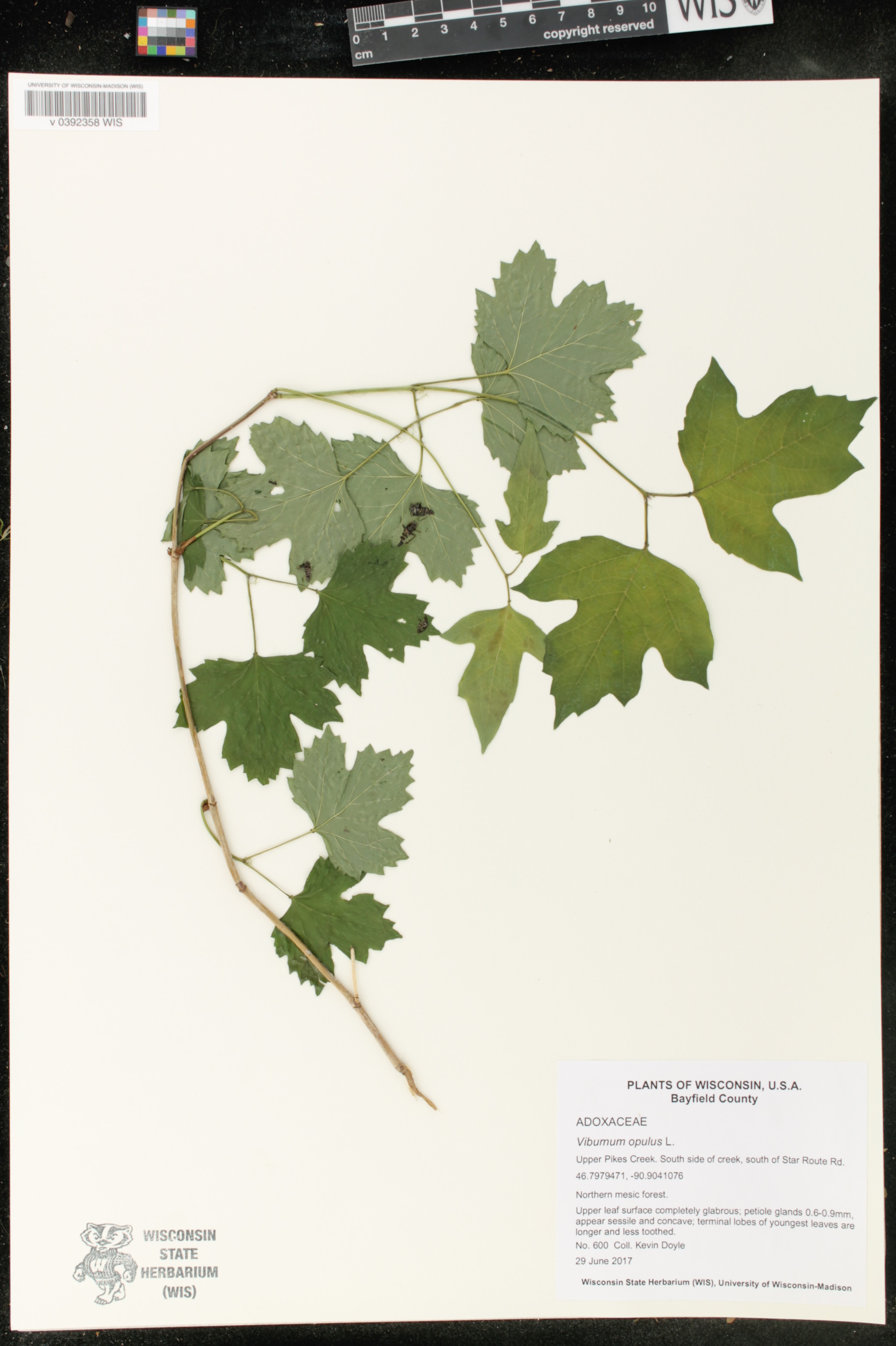 Viburnum opulus image