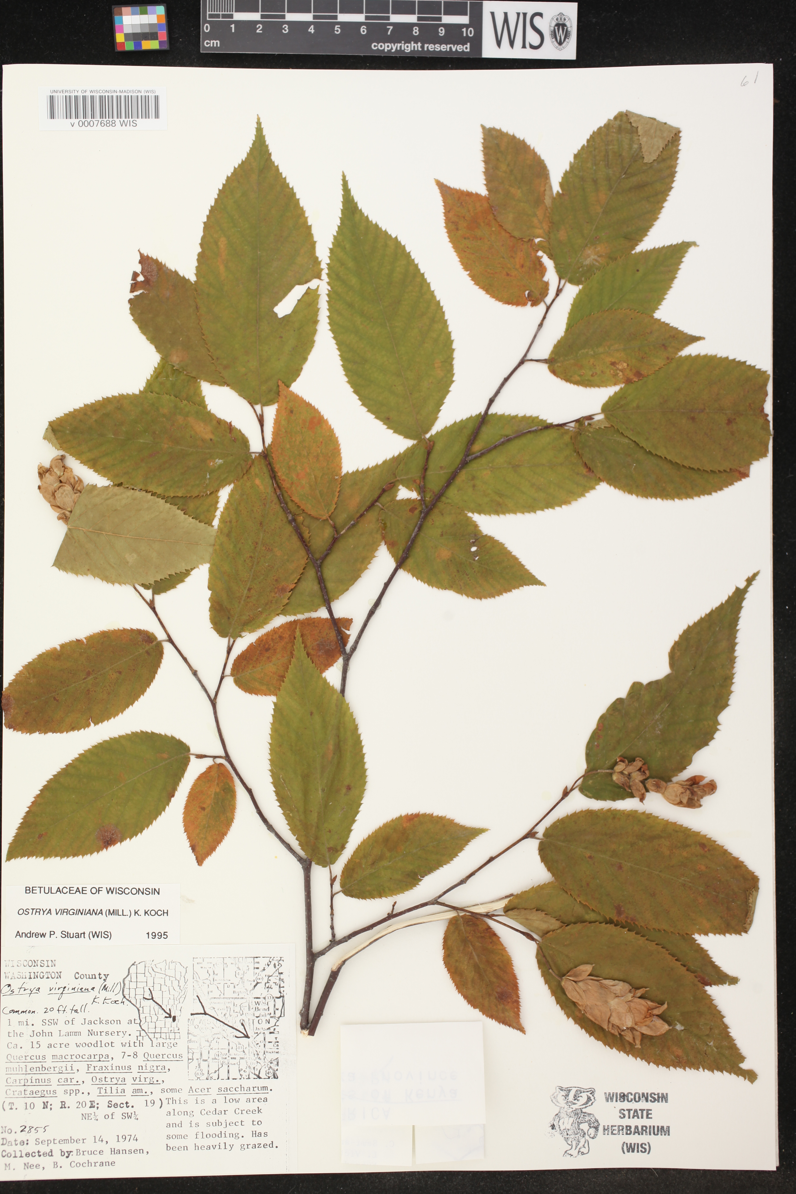 Ostrya virginiana image