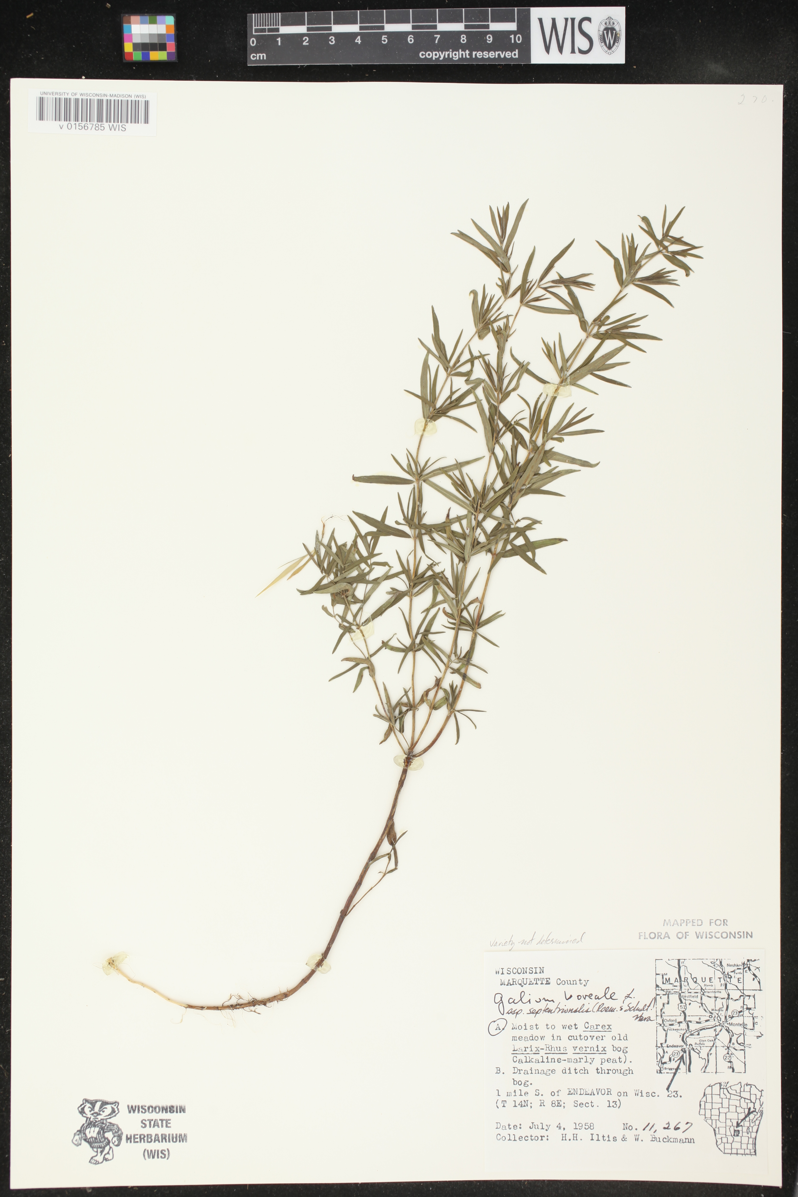 Galium boreale image