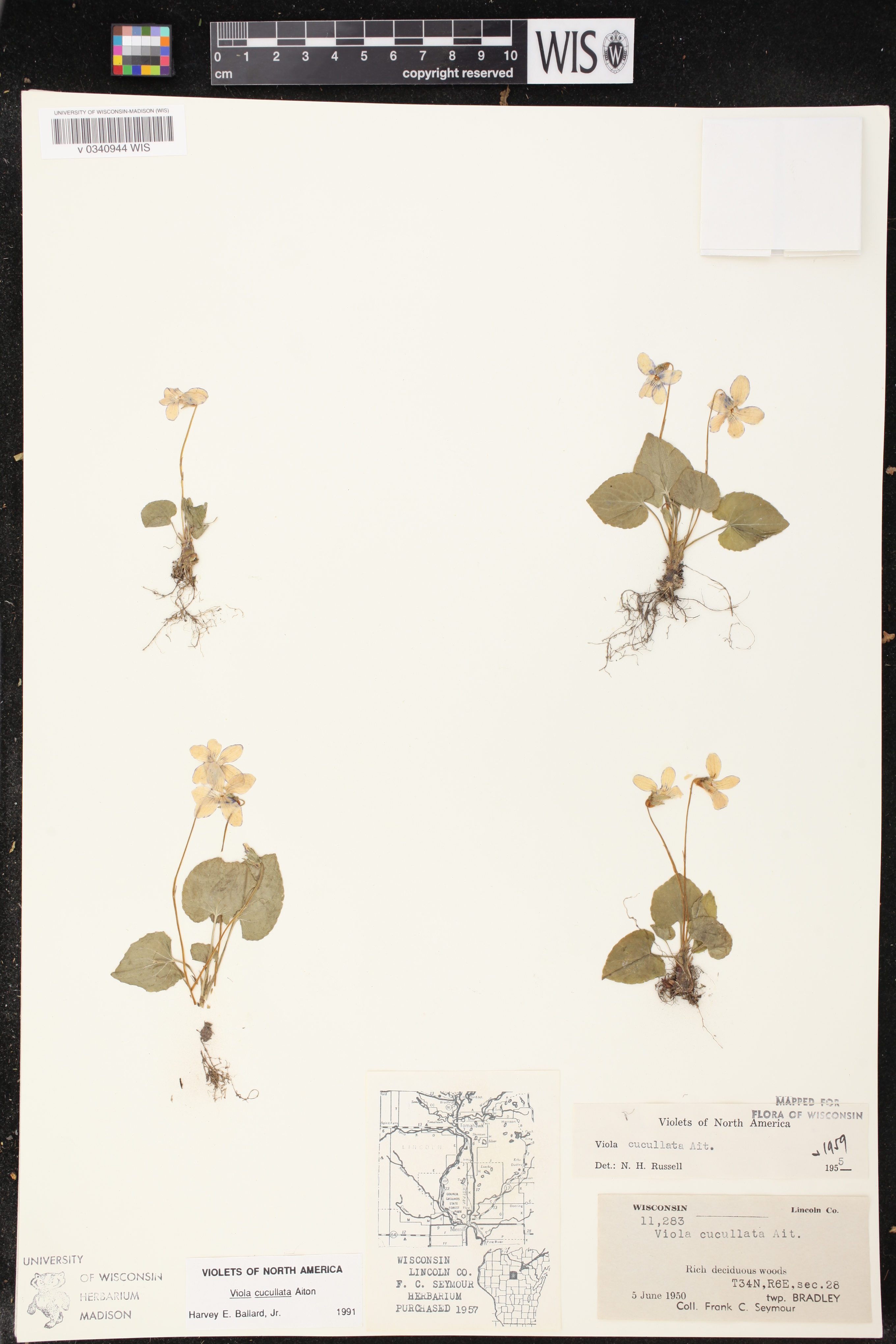 Viola cucullata image