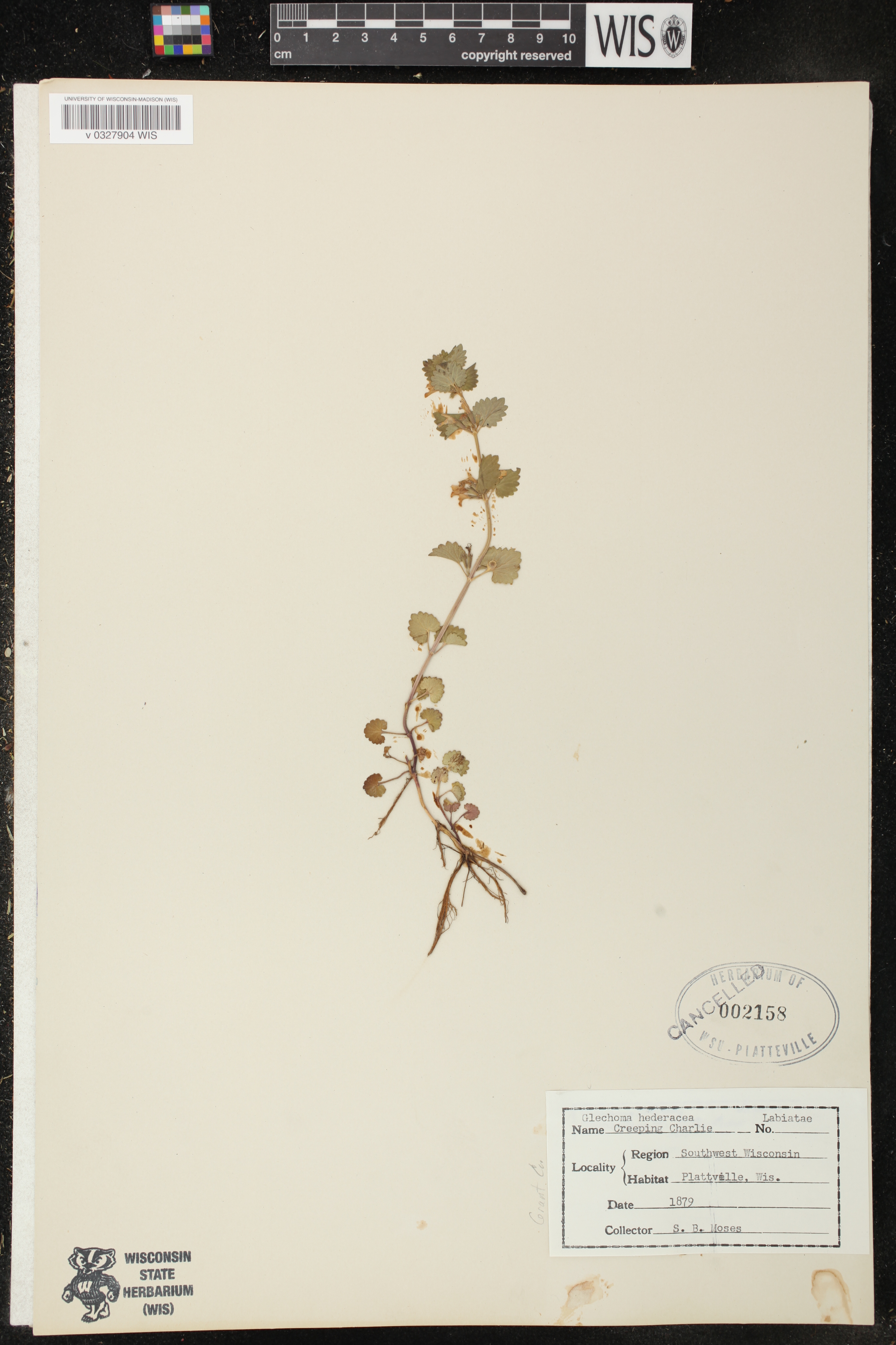Glechoma hederacea image