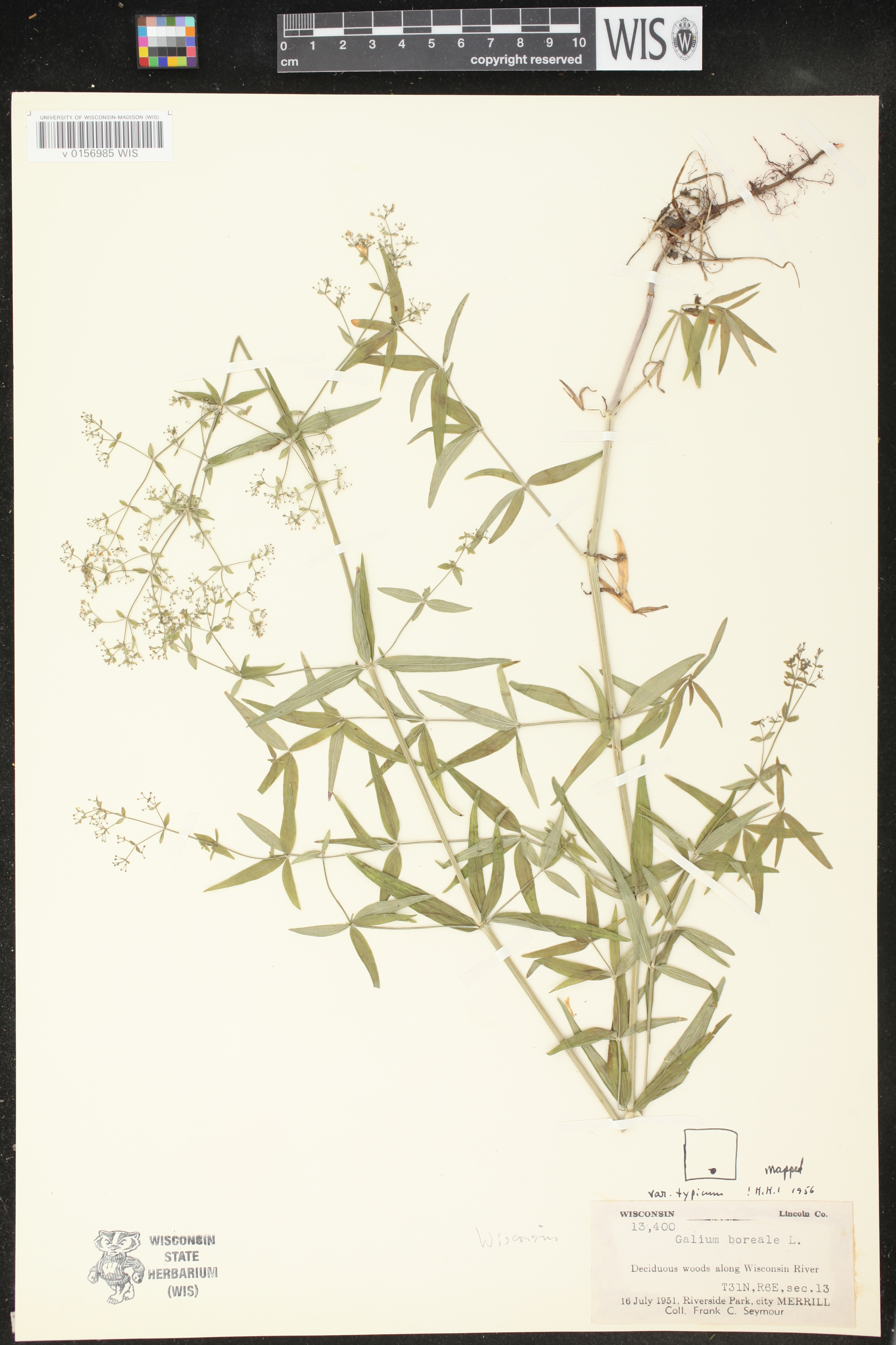 Galium boreale image
