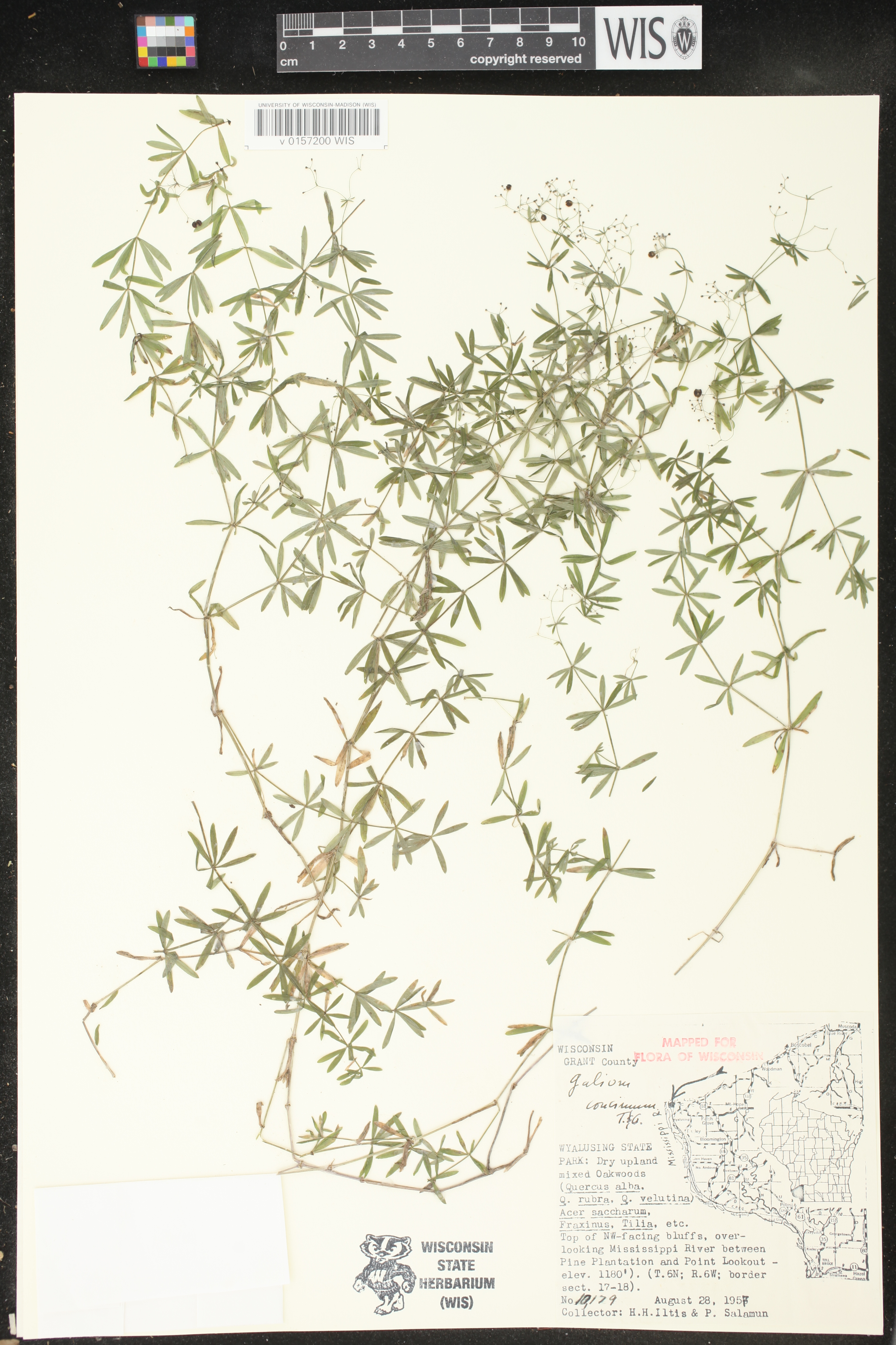 Galium concinnum image