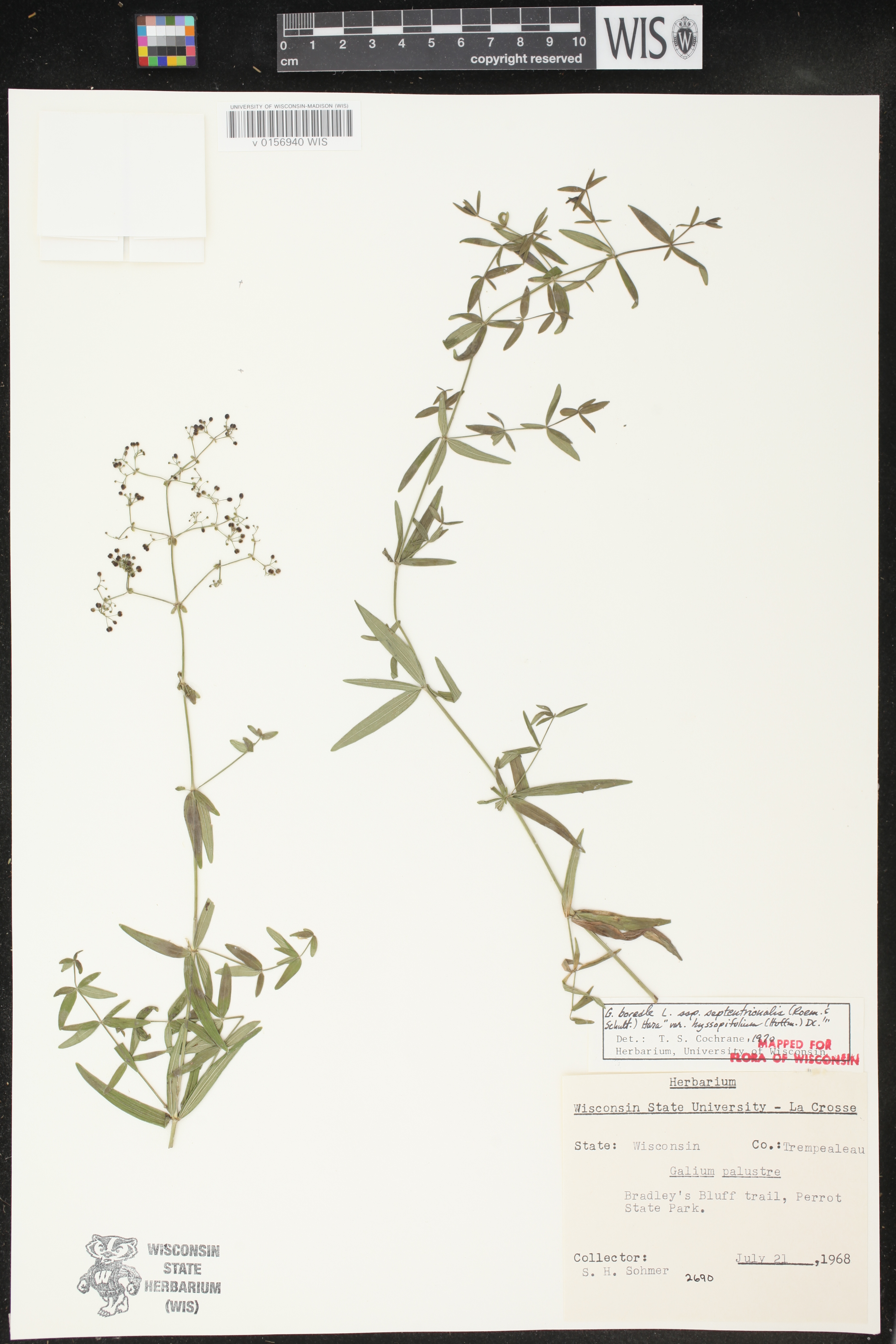 Galium boreale image
