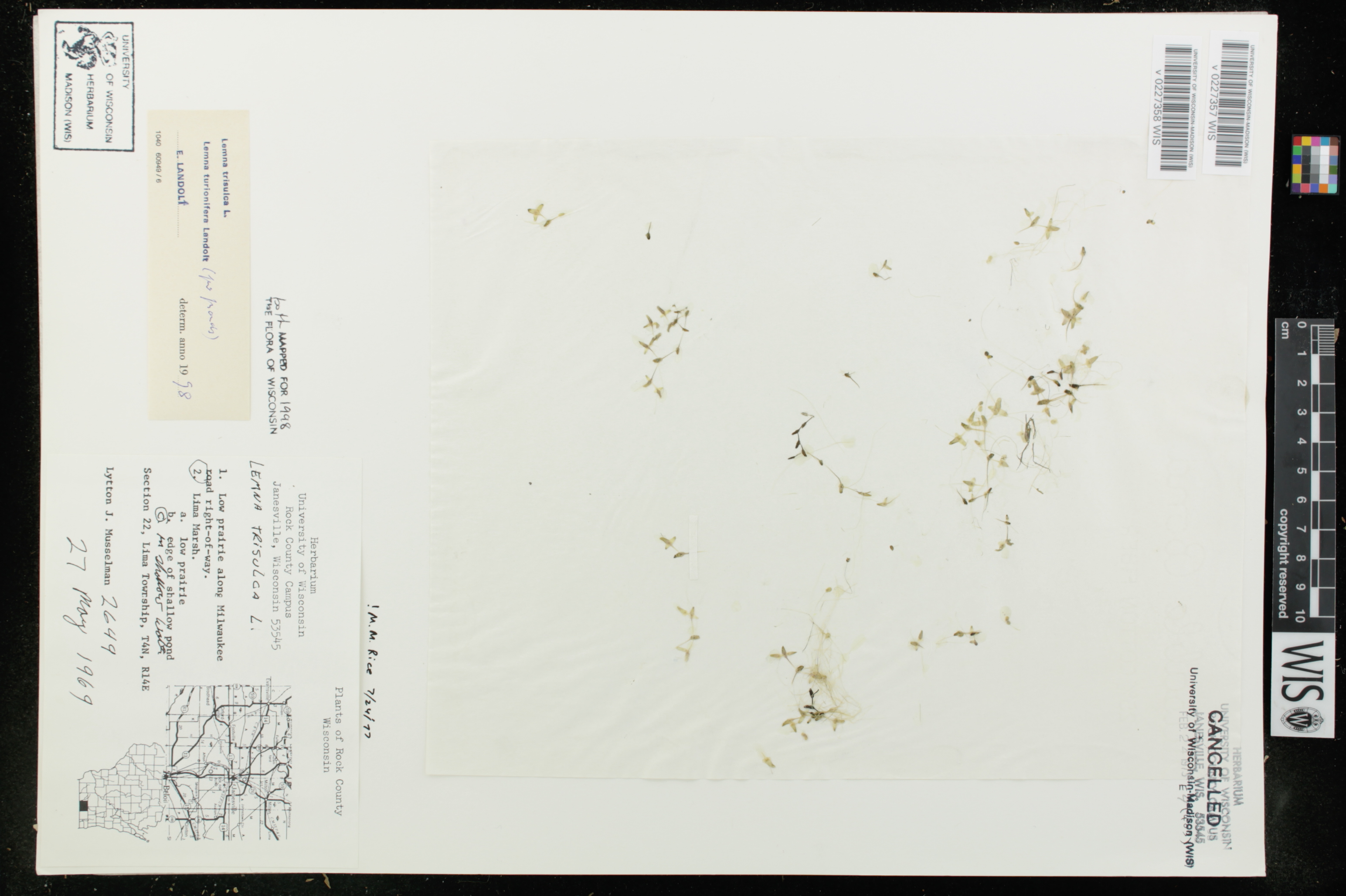 Lemna trisulca image