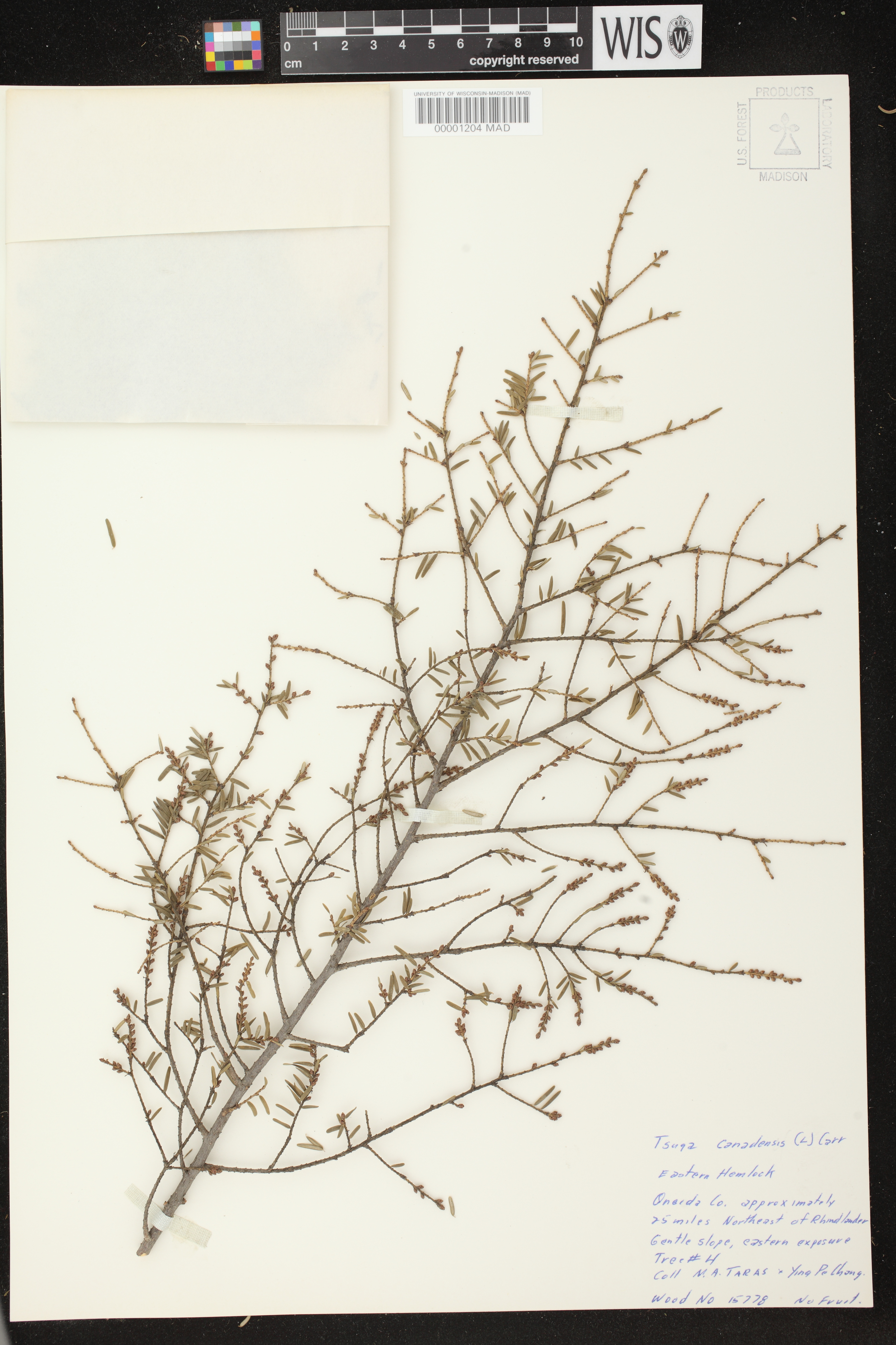 Tsuga canadensis image