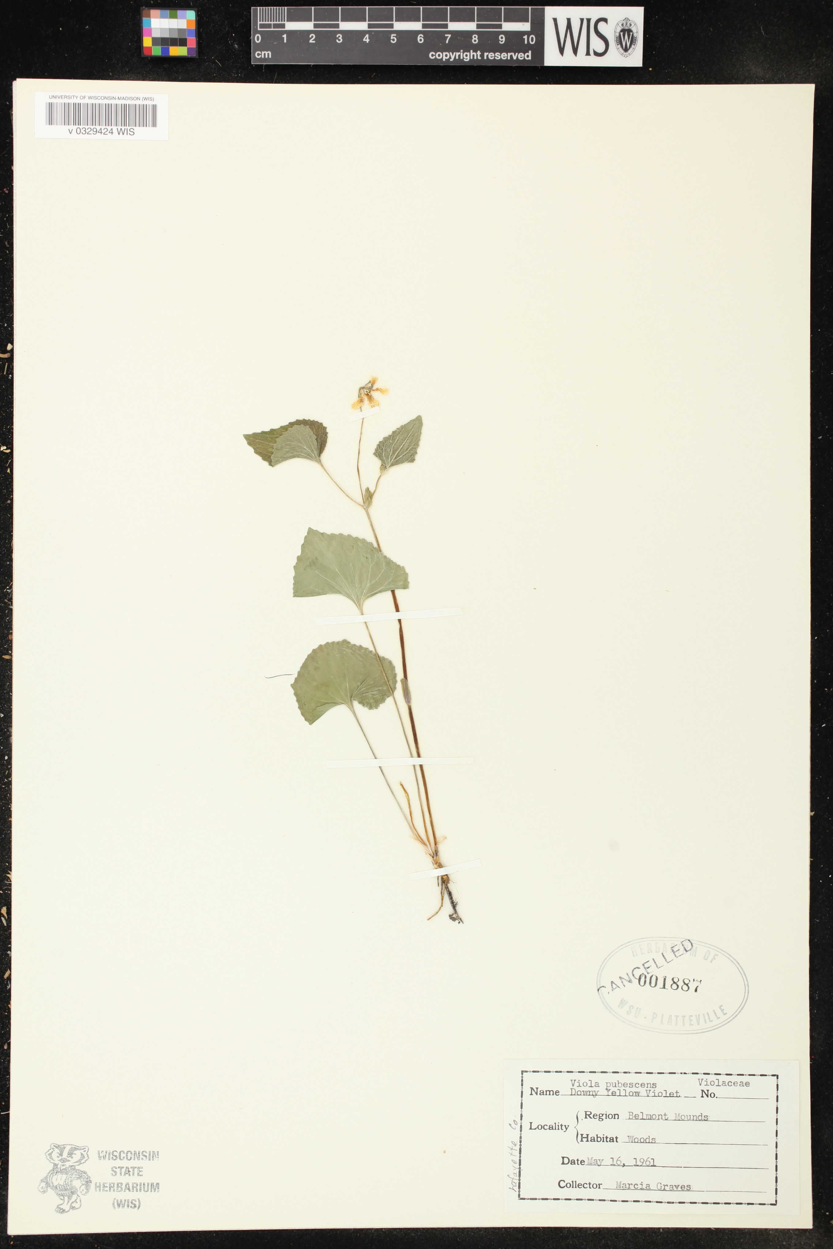 Viola pubescens image
