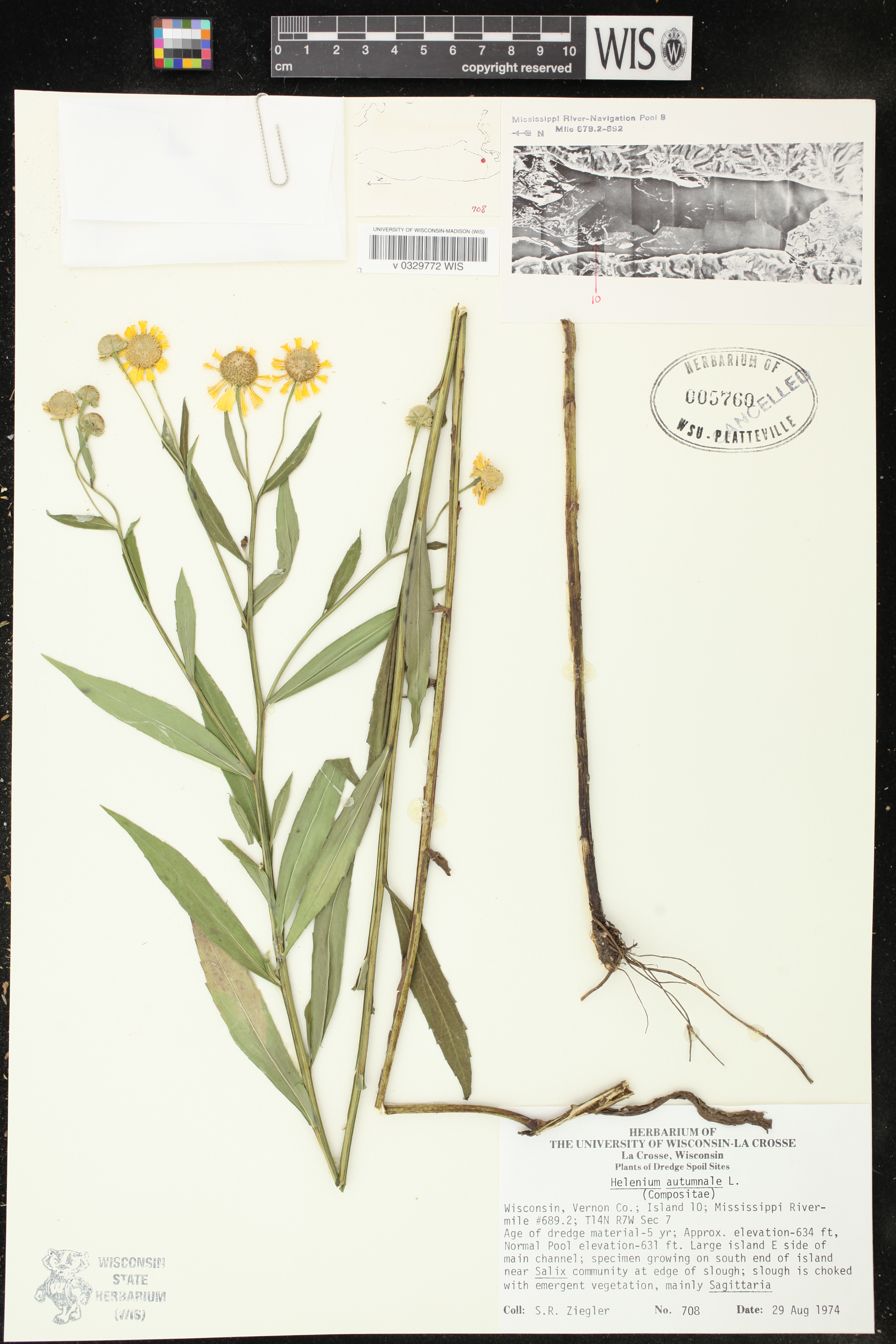 Helenium autumnale image