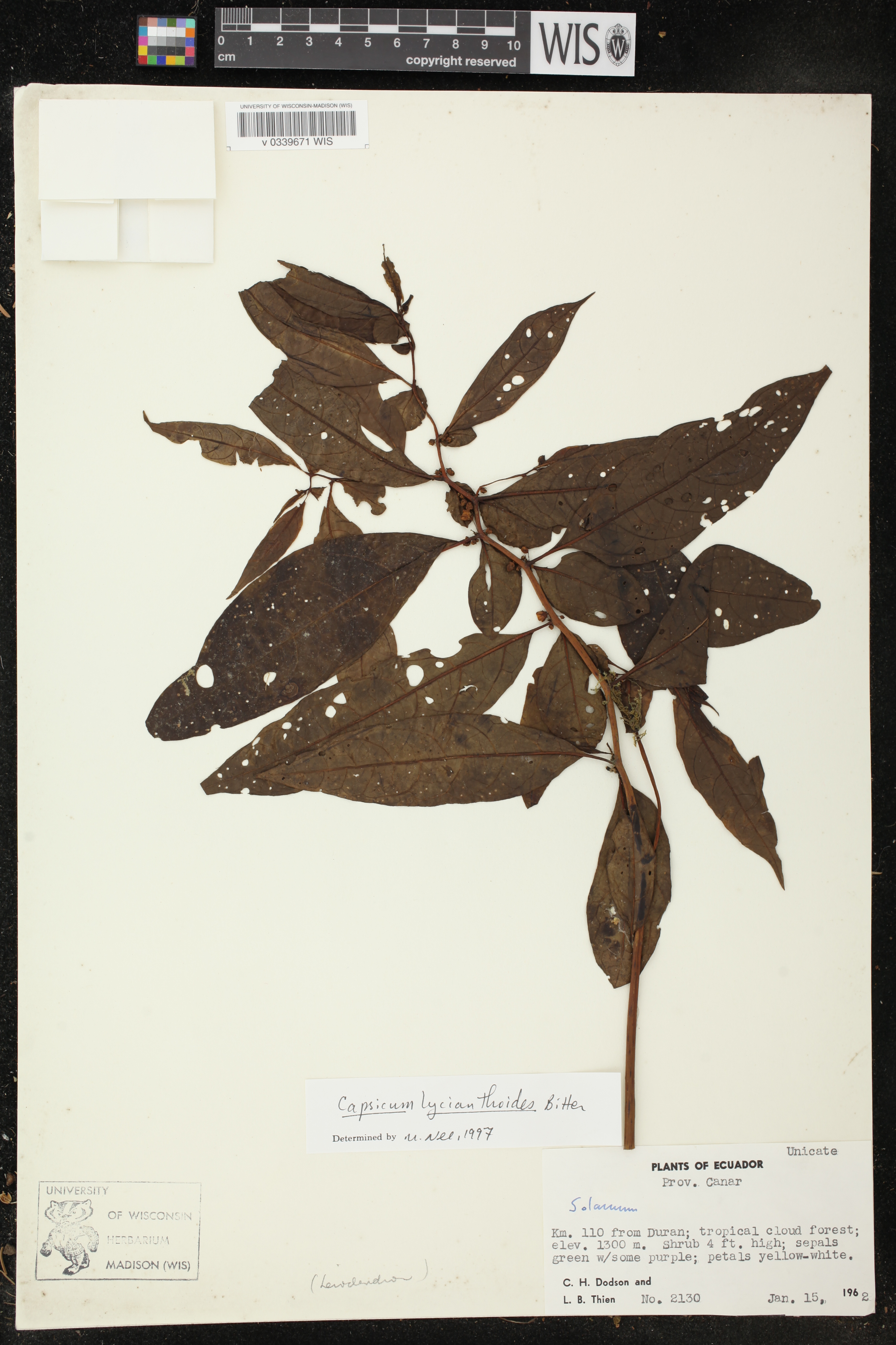 Capsicum lycianthoides image