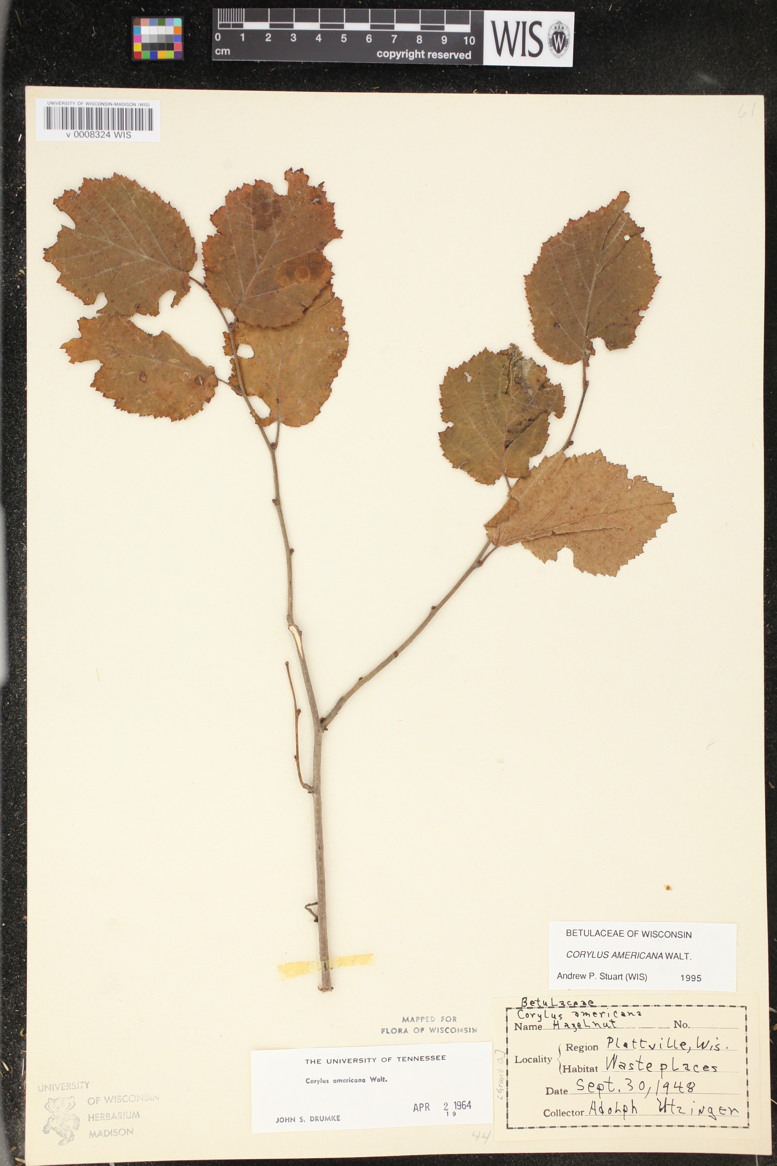 Corylus americana image