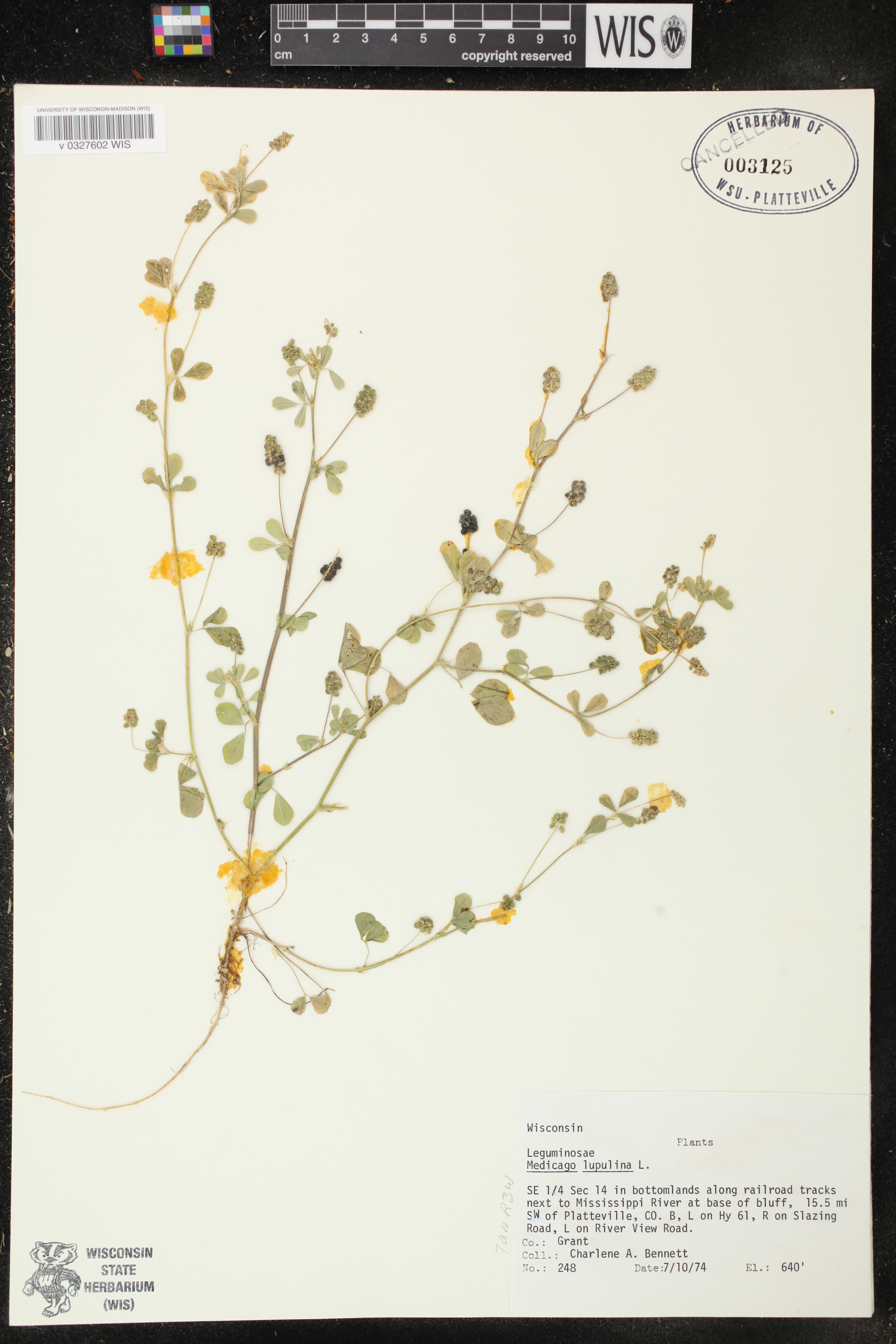 Medicago lupulina image