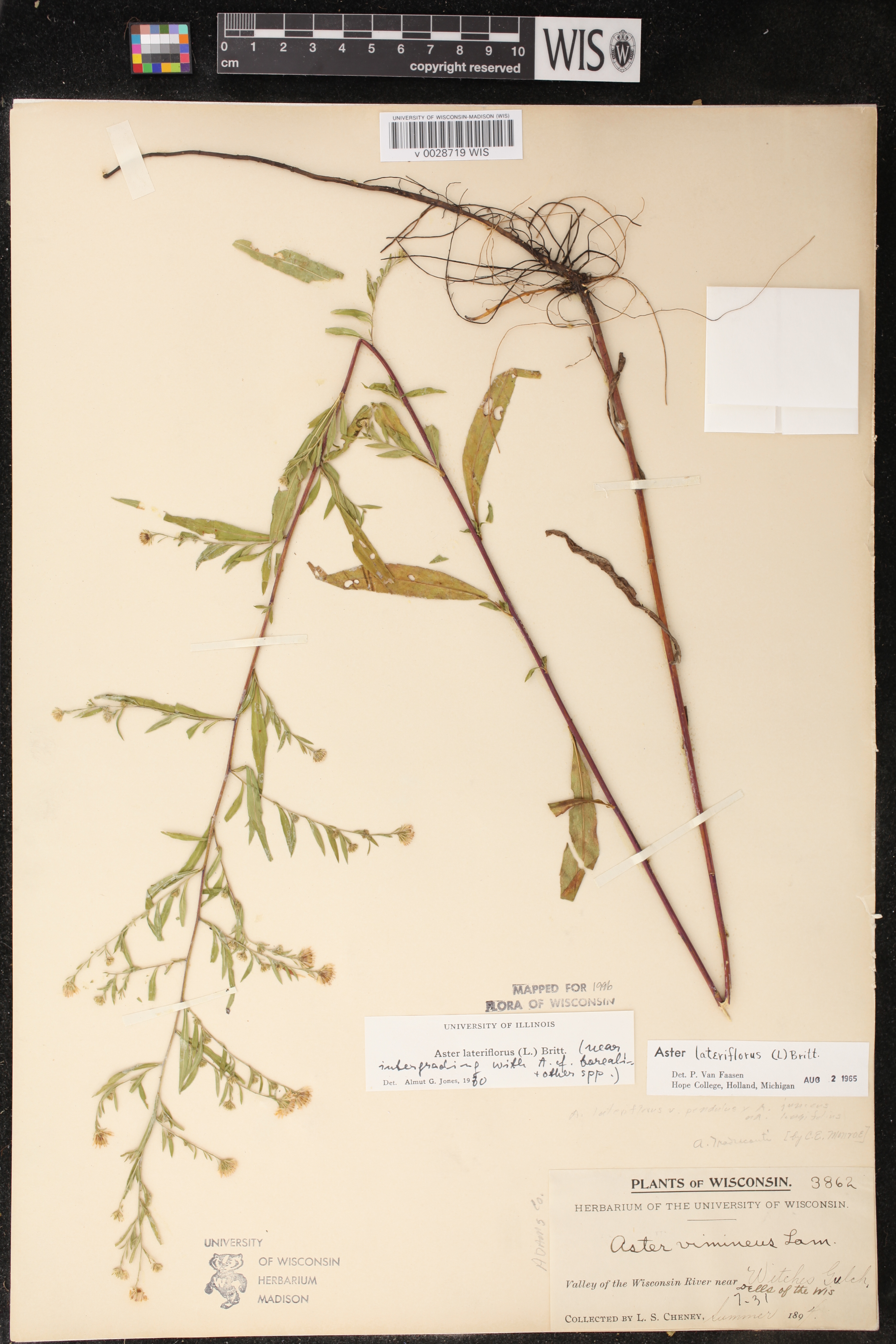 Symphyotrichum lateriflorum image