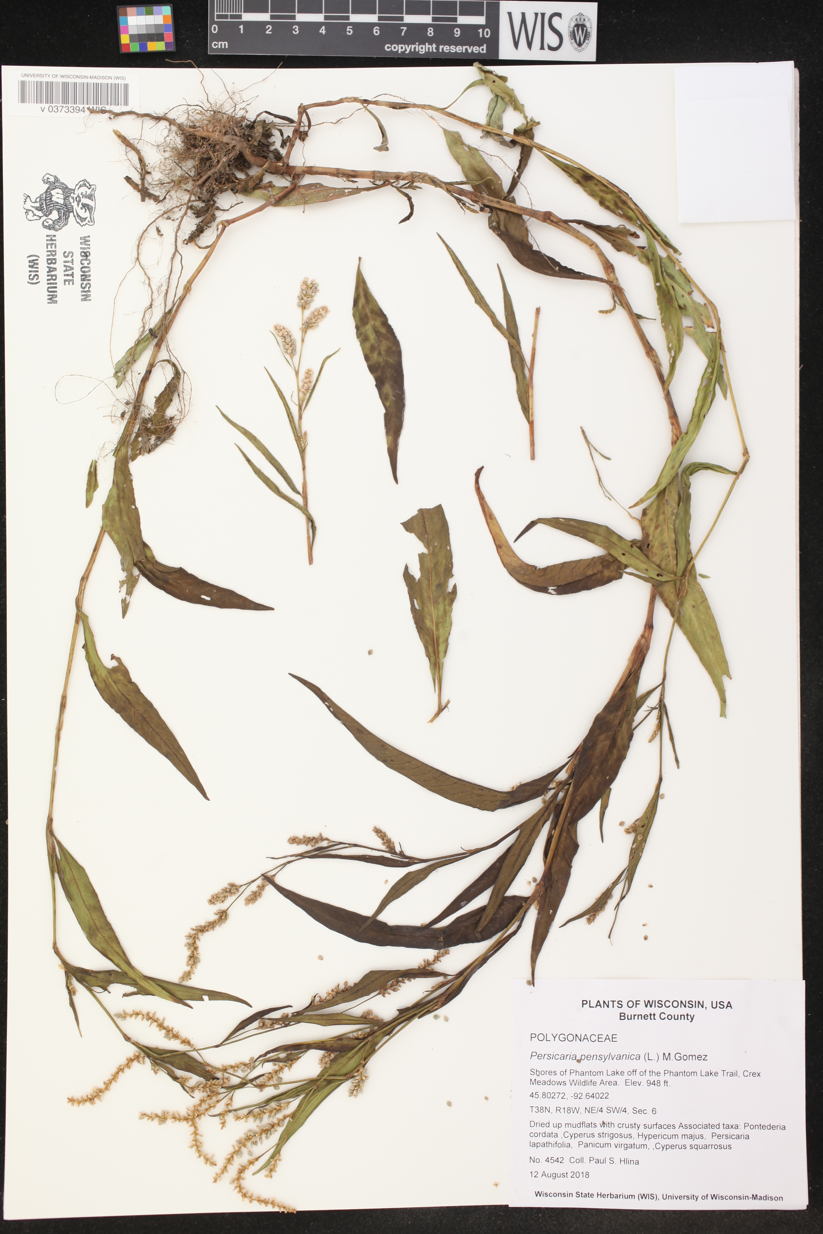 Persicaria lapathifolia image