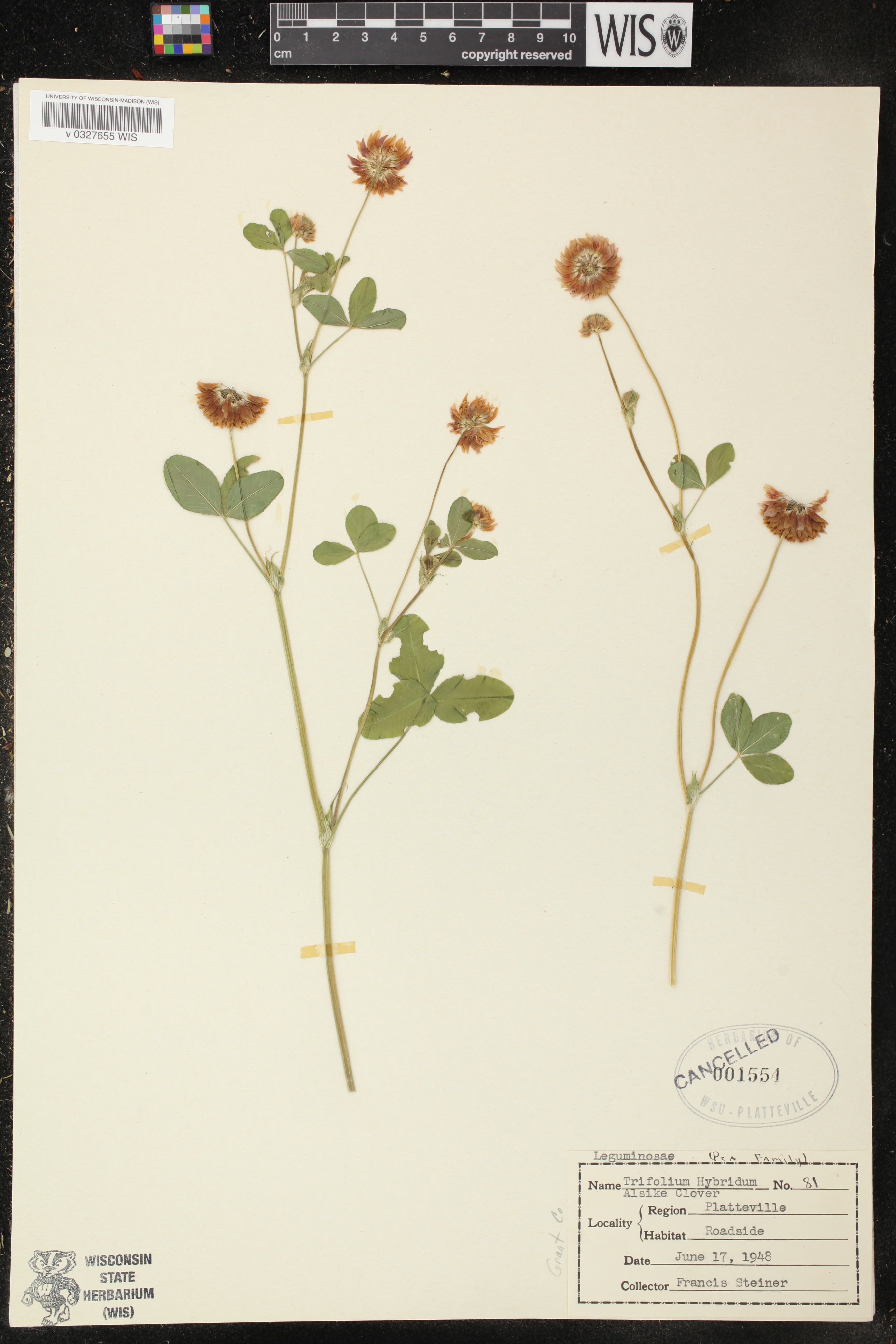 Trifolium hybridum image