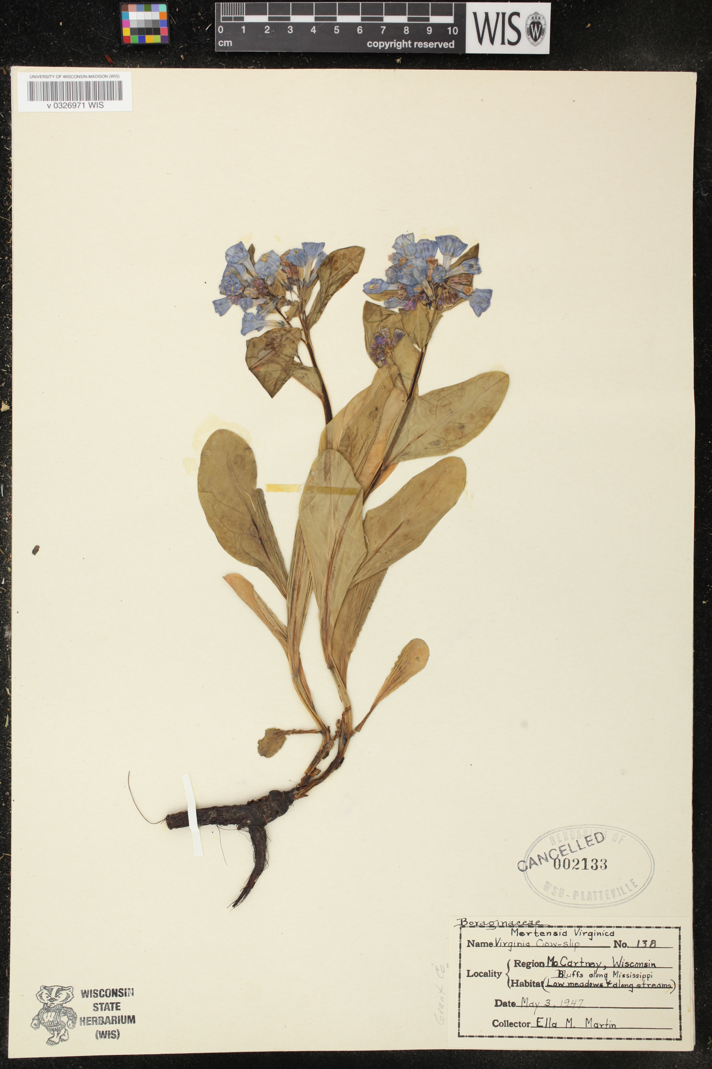 Mertensia virginica image