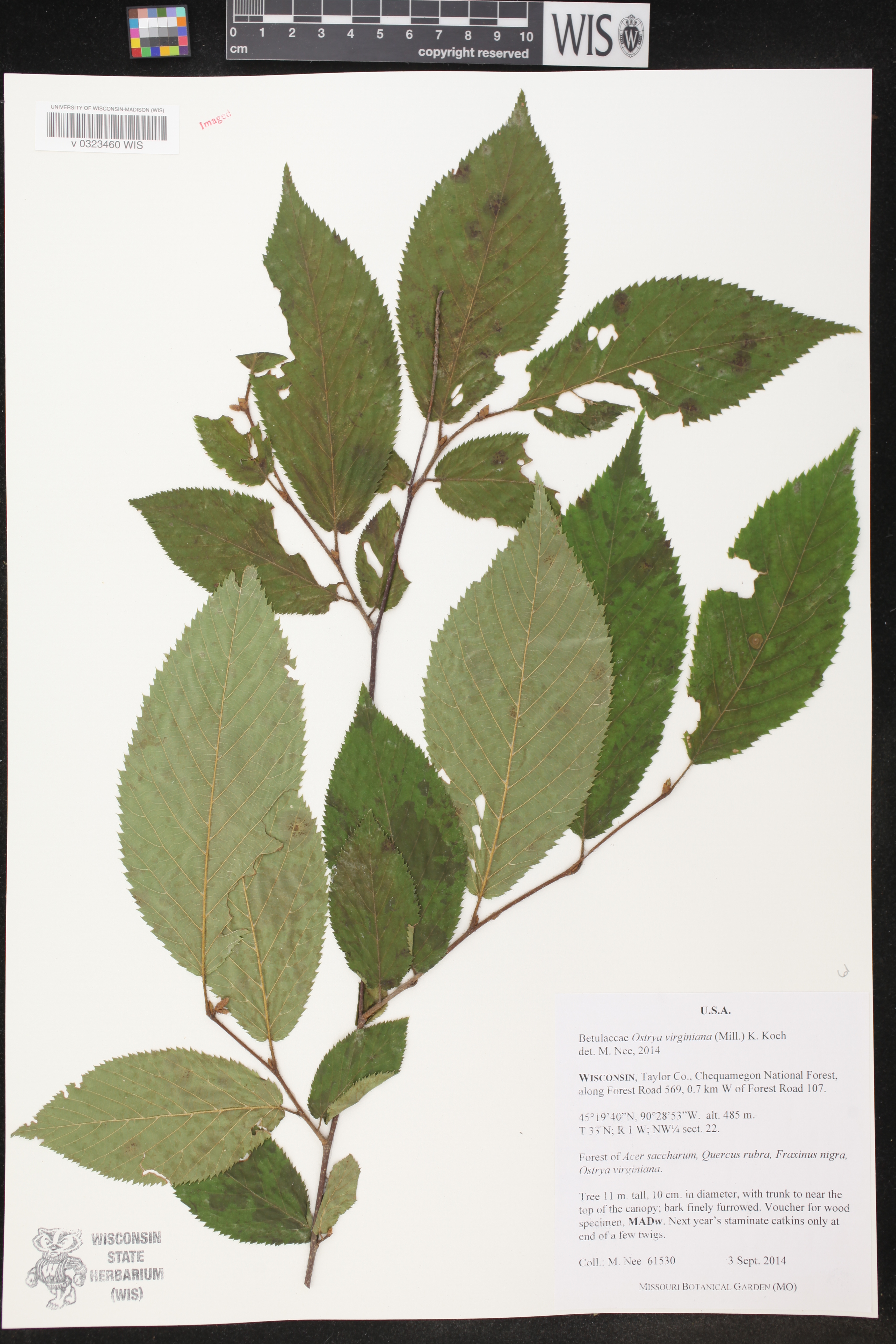 Ostrya virginiana image