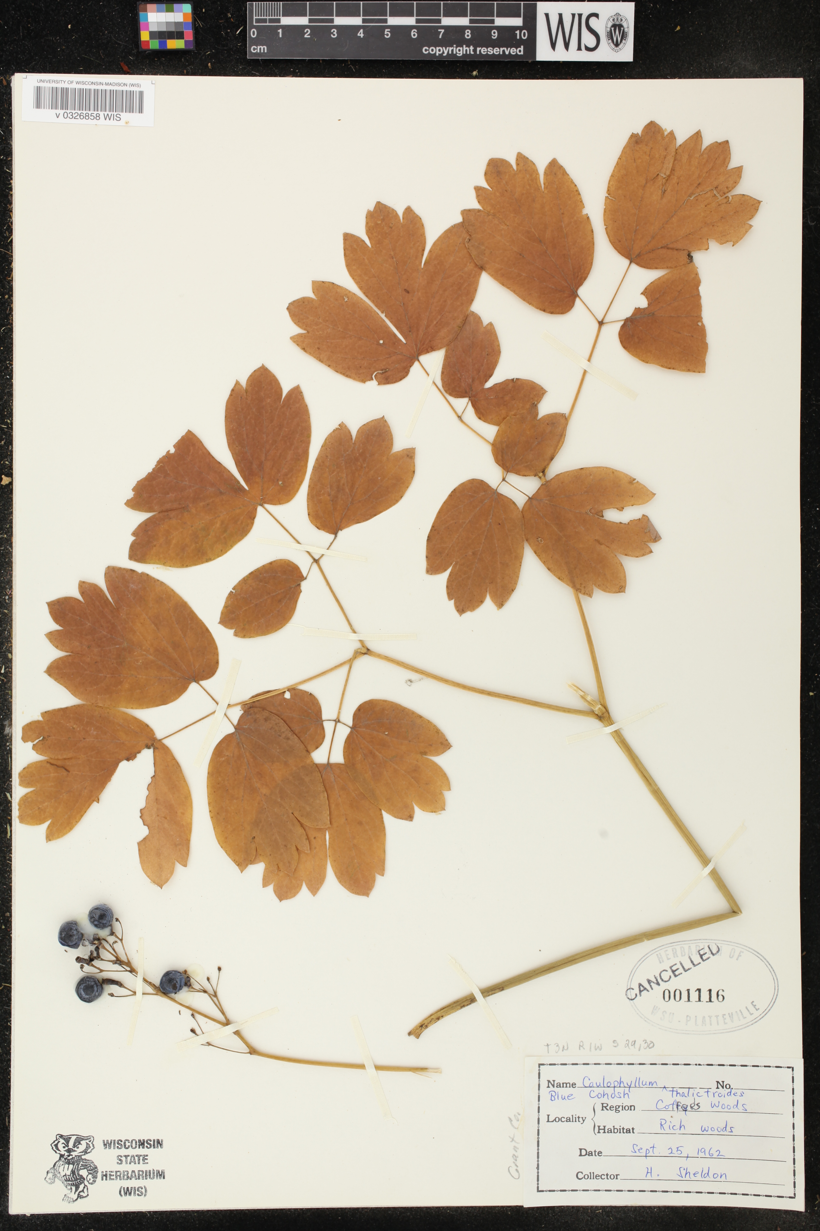 Caulophyllum thalictroides image