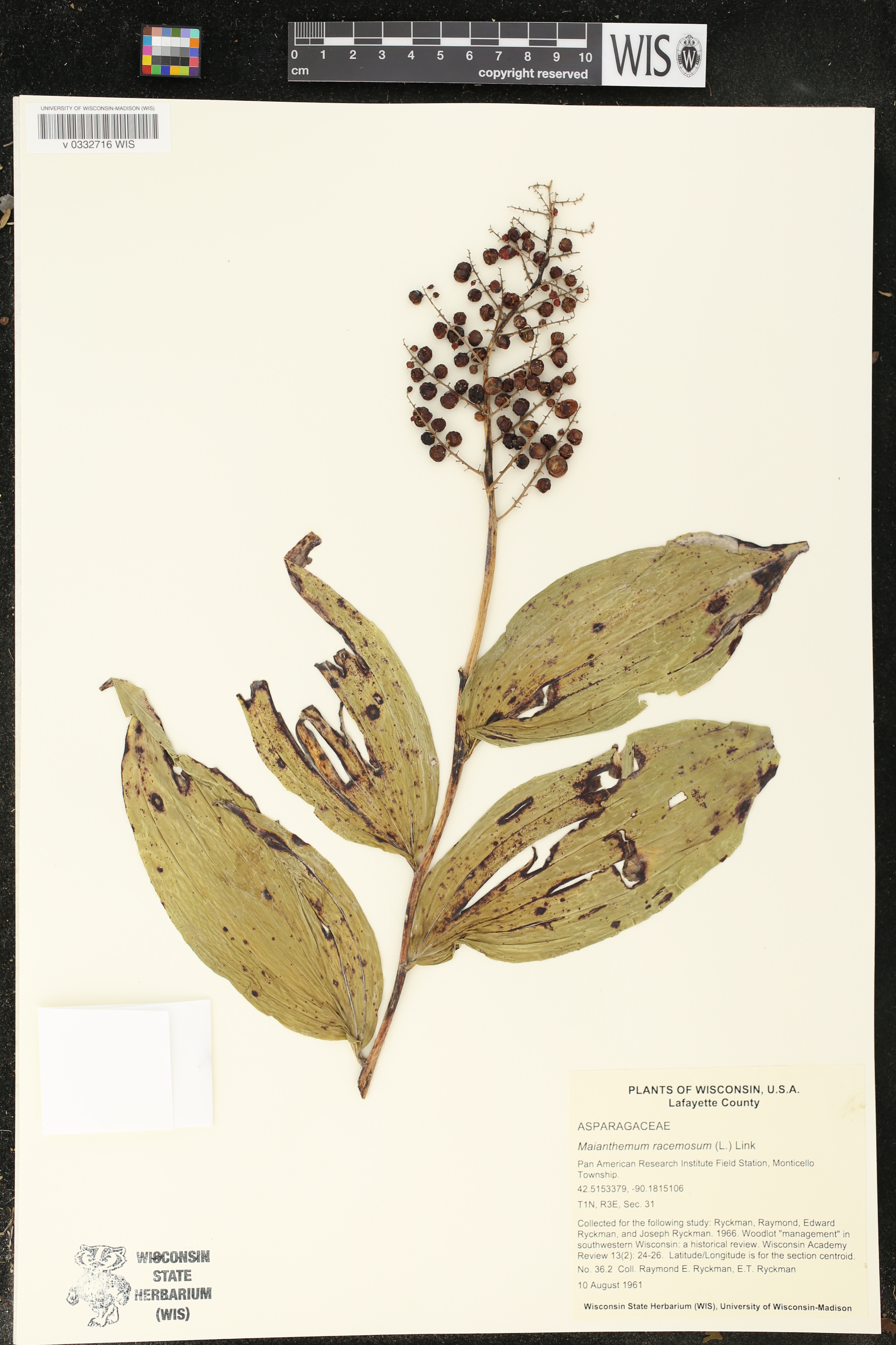 Maianthemum racemosum image