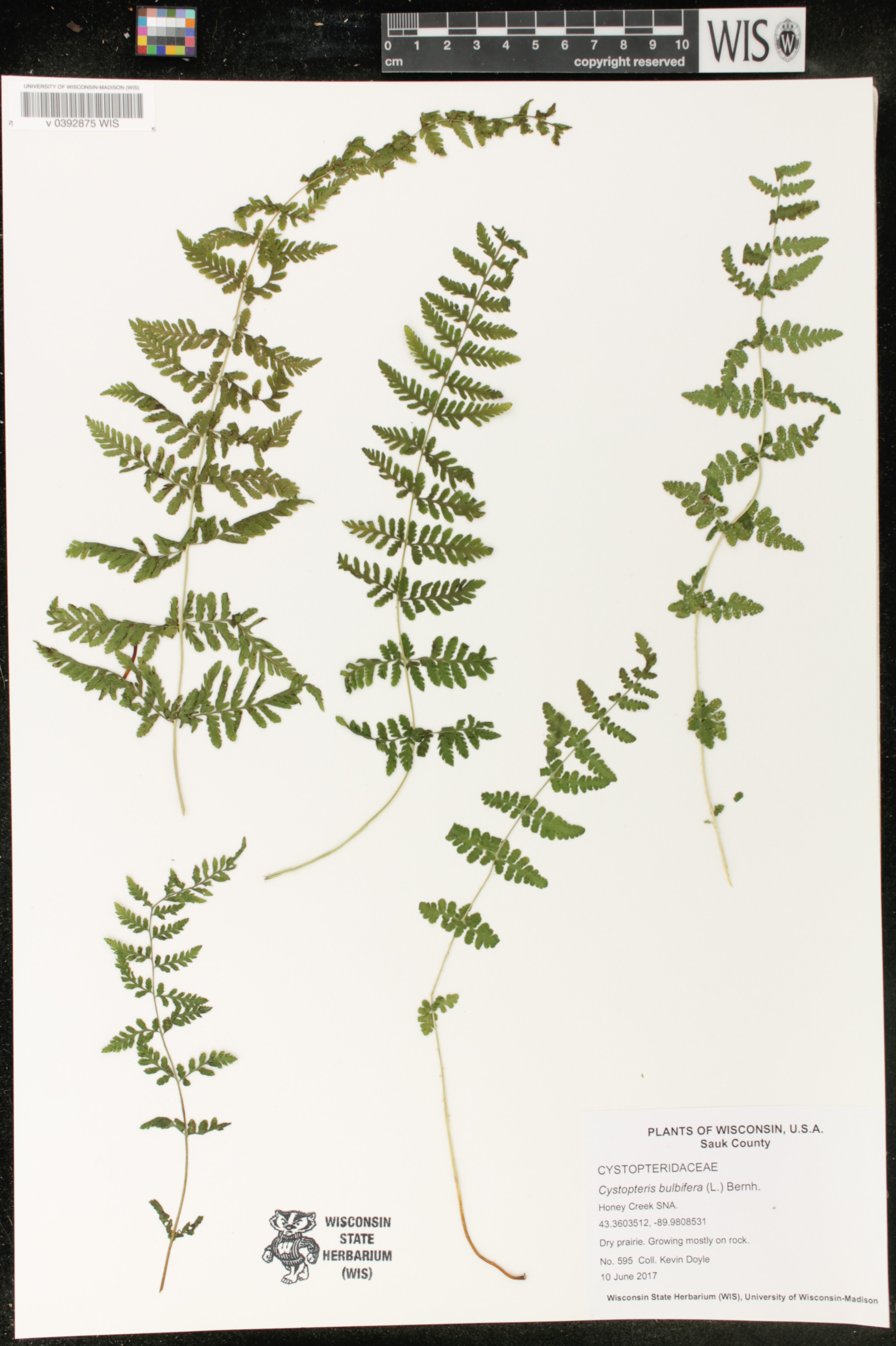 Cystopteris bulbifera image