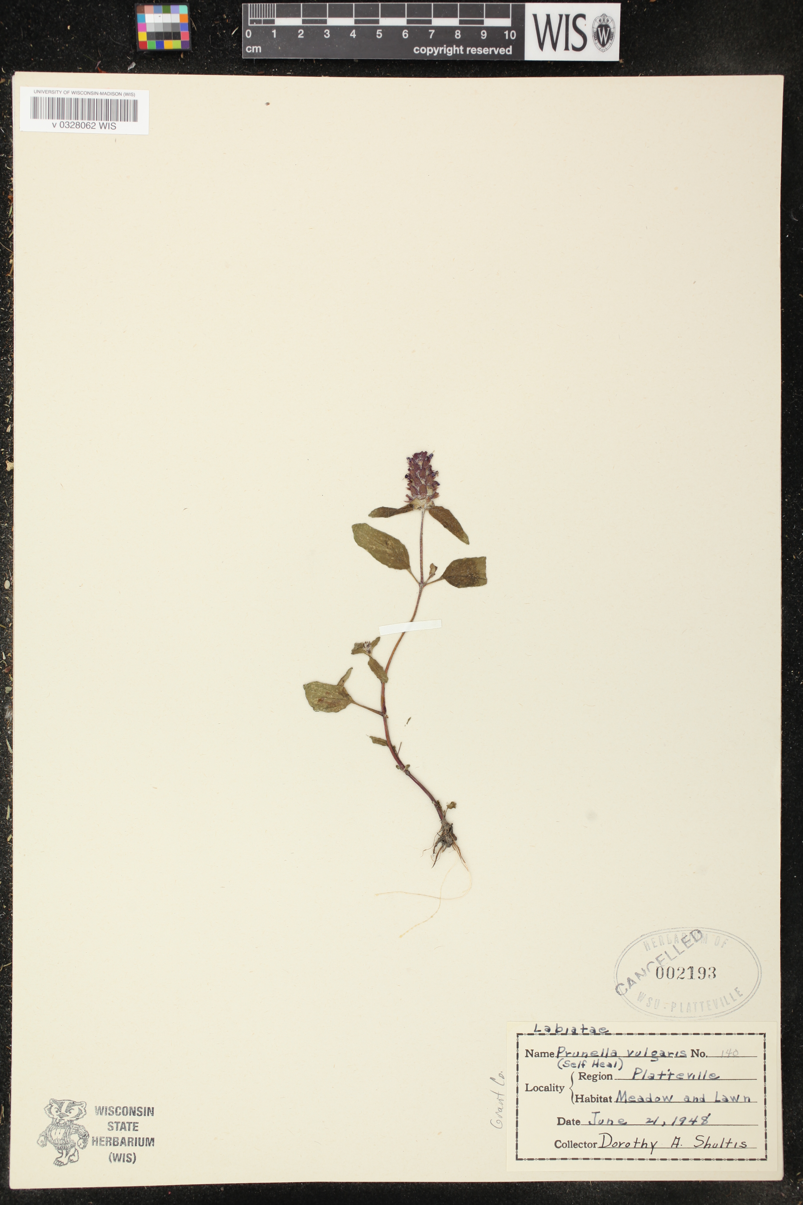 Prunella vulgaris image