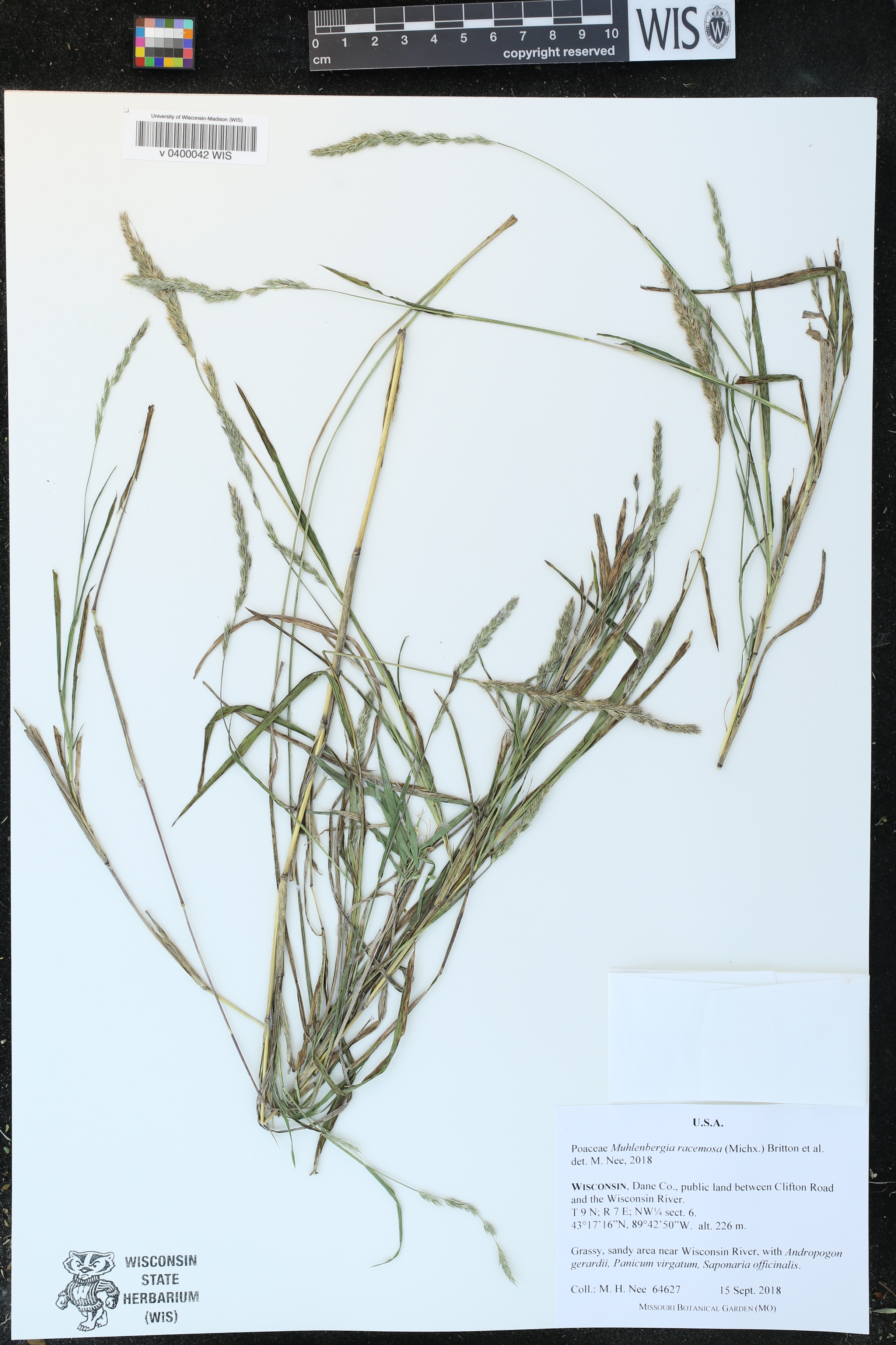 Muhlenbergia racemosa image